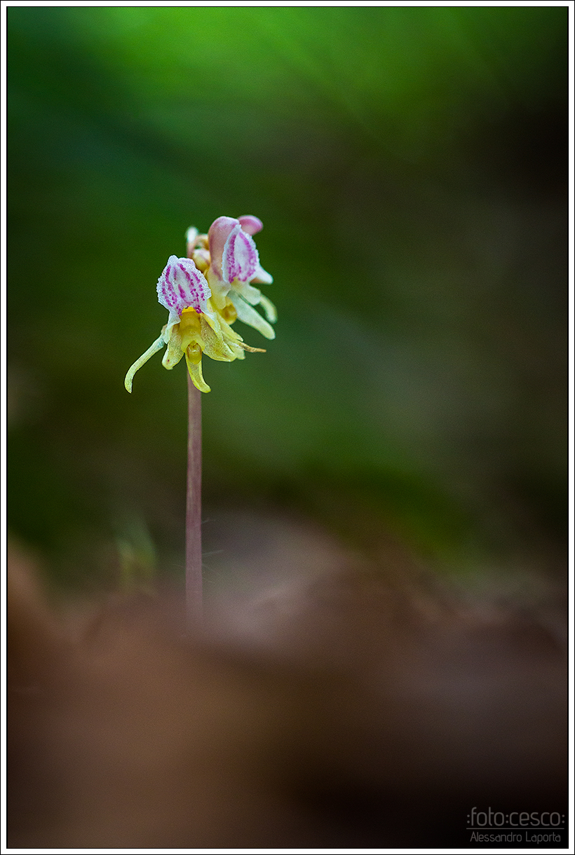 Epipogium aphyllum - Ghost Orchid - Epipogio
