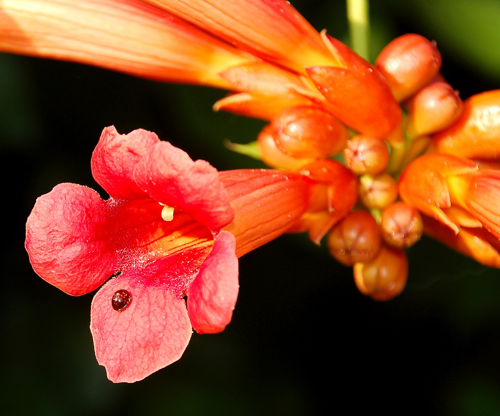 Tromboncino with ladybug