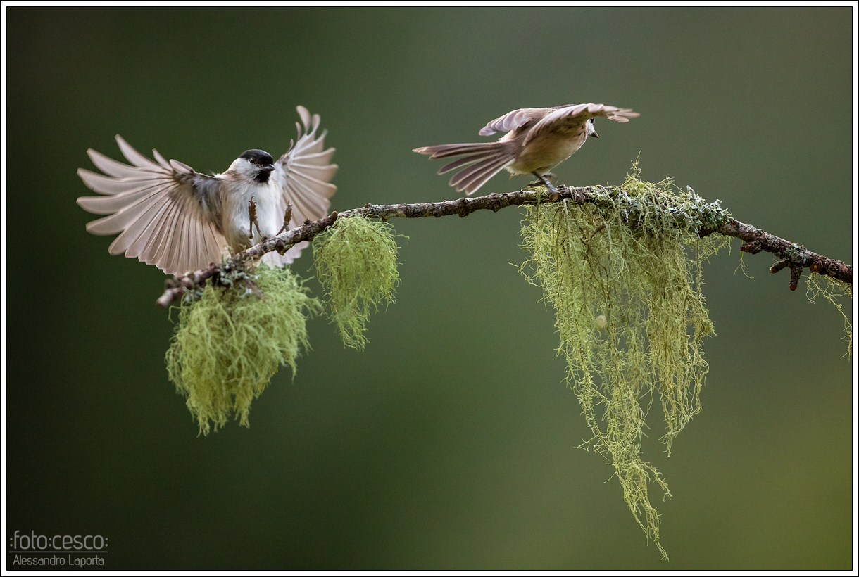 Poecile palustris - Mars Tit - Chickadee