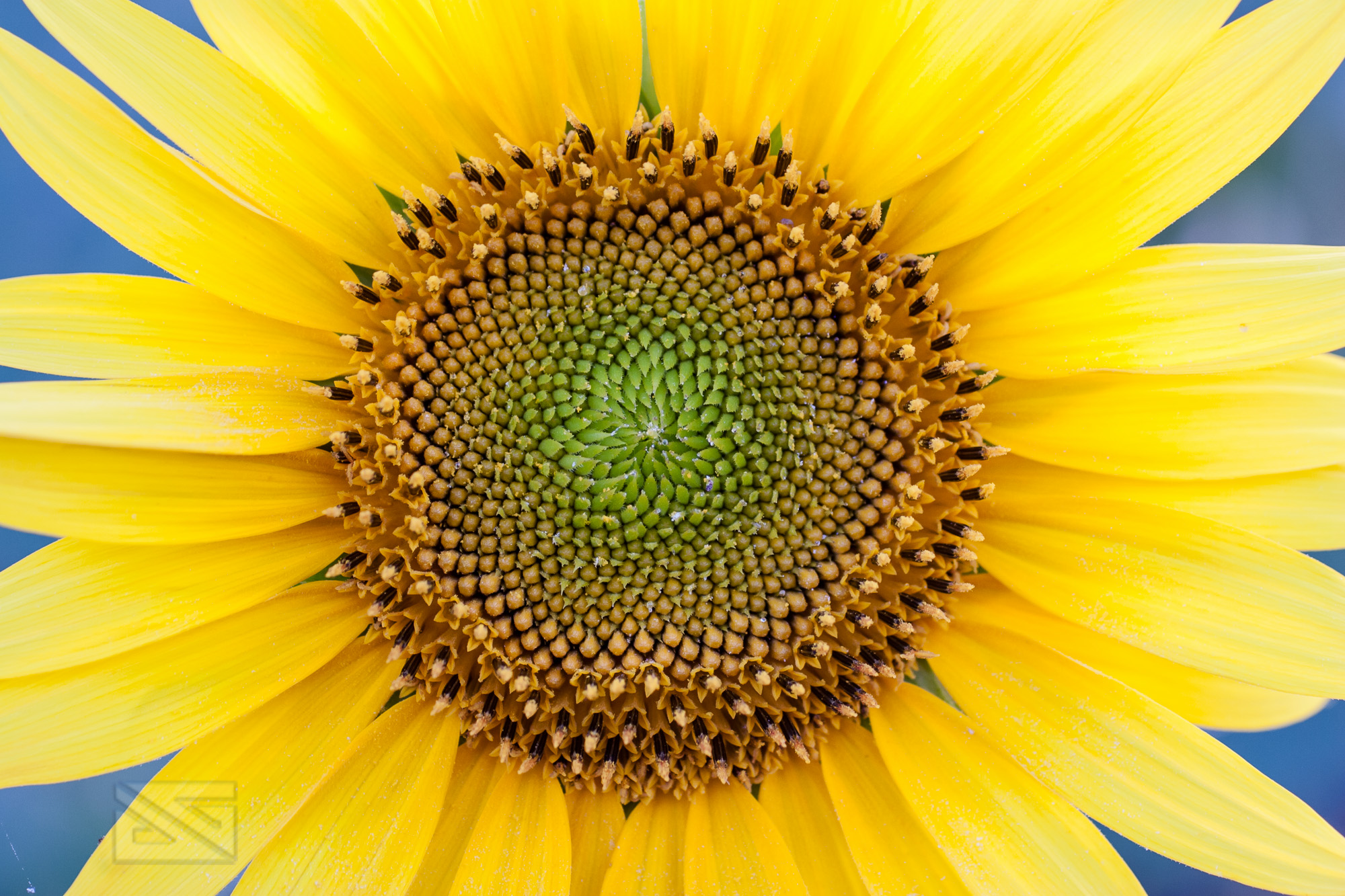 Girasole