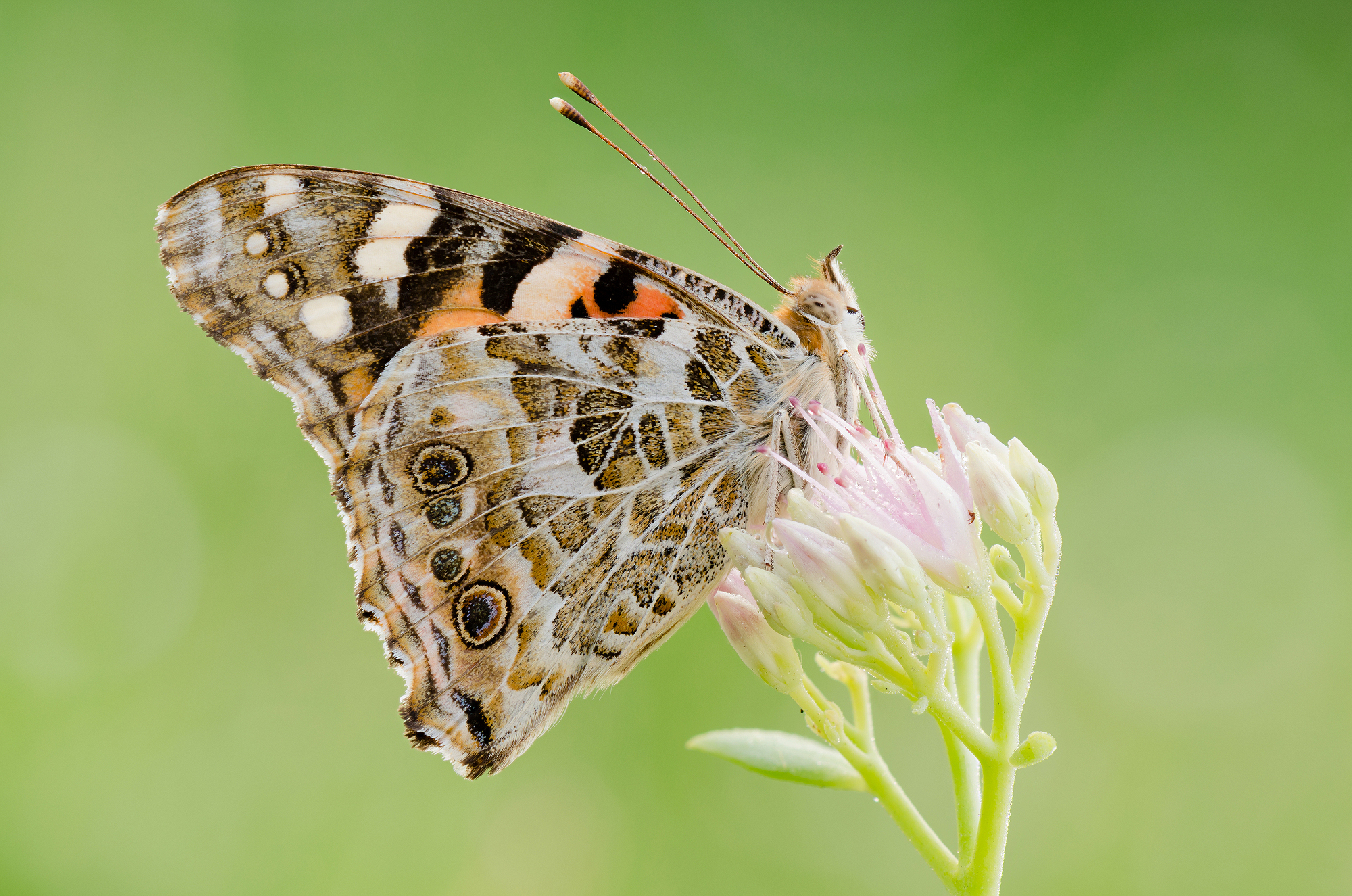 Vanessa cardui