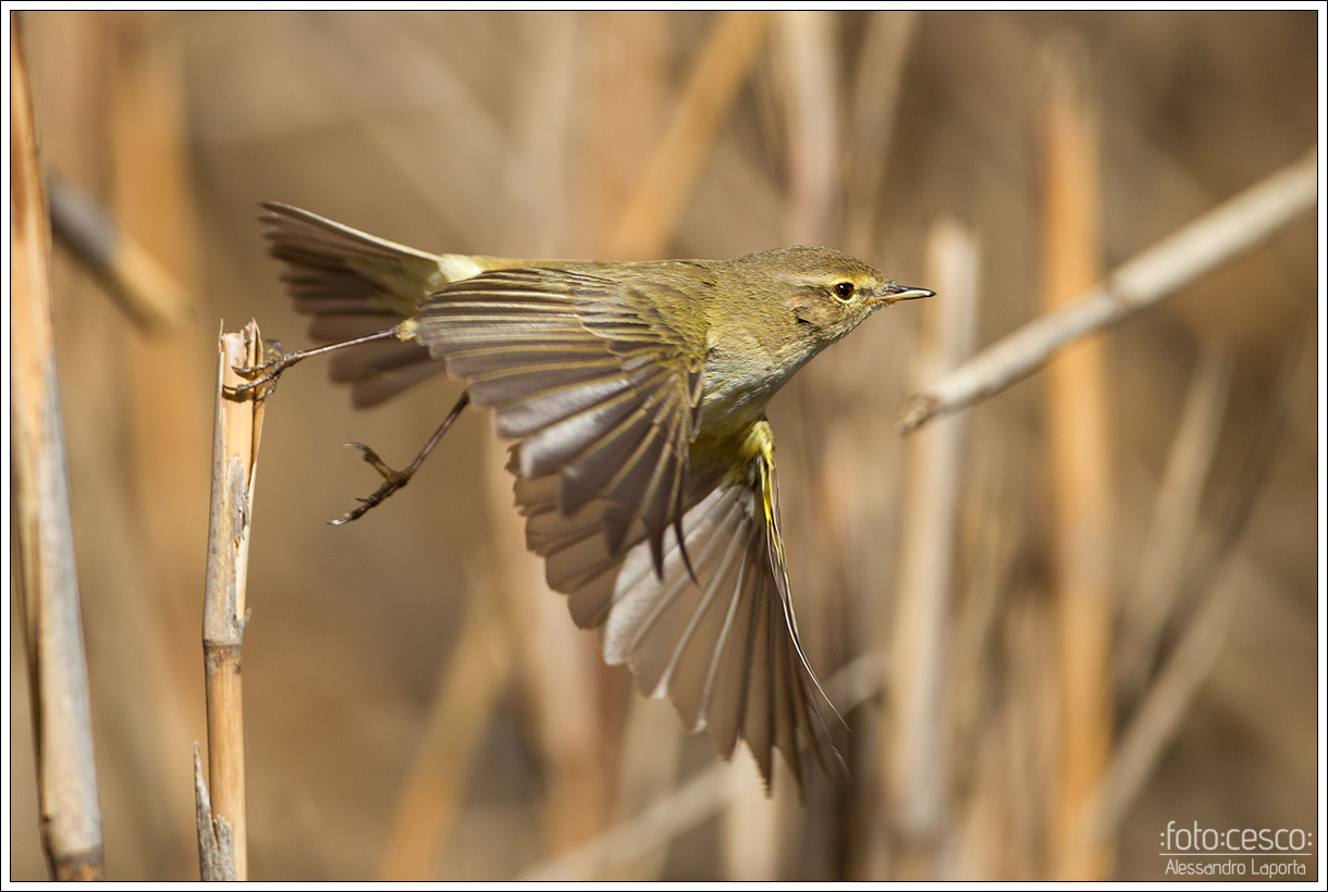 Phylloscopus collybita - Common Chiffchaff - Warbler picc.