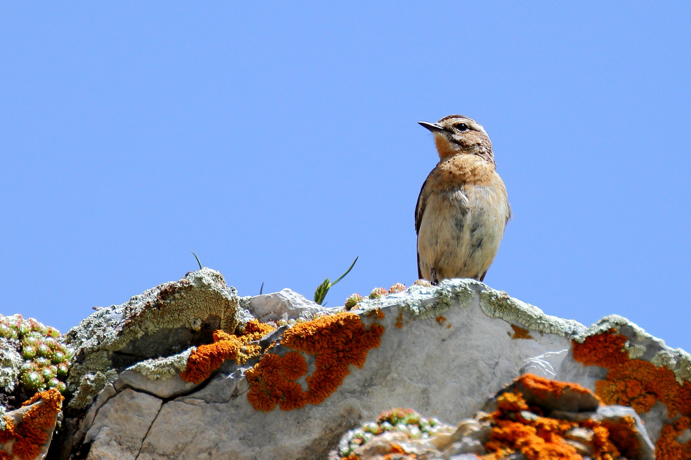 The rock of the Whinchat