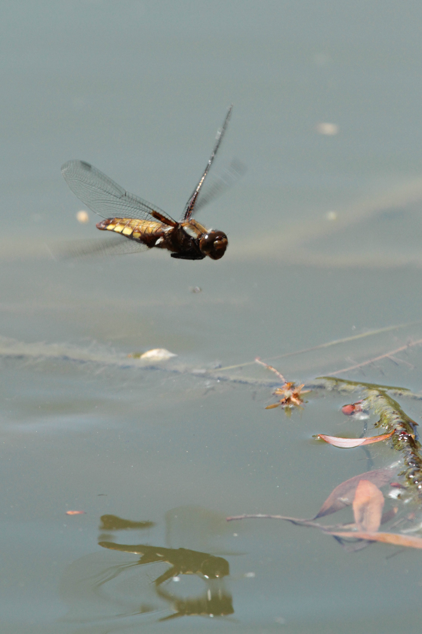 Libellula depressa - femmina