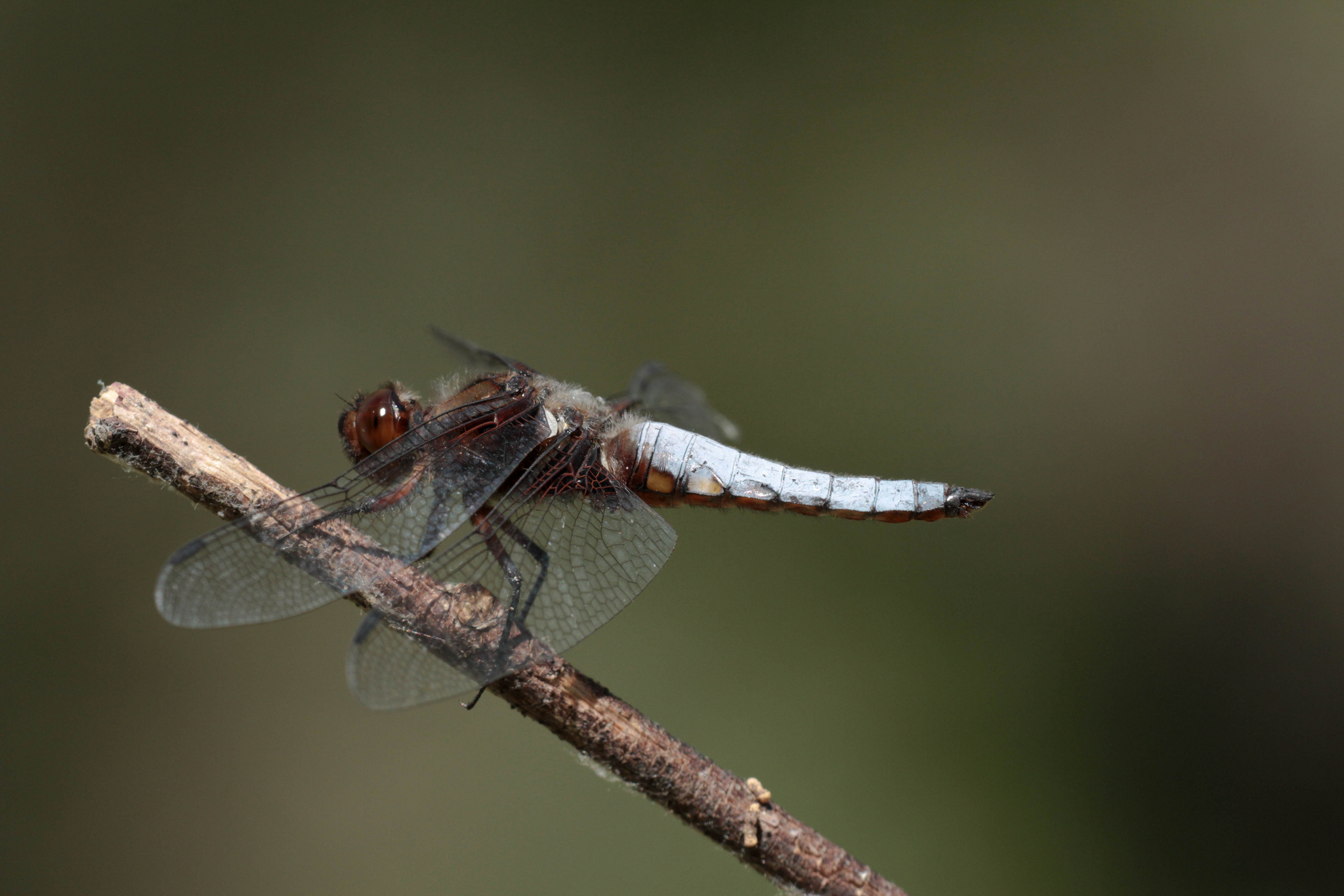 Libellula depressa - maschio