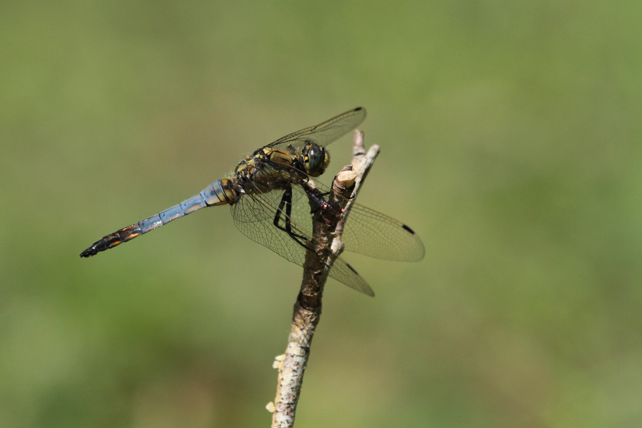 Orthetrum cancellatum - maschio