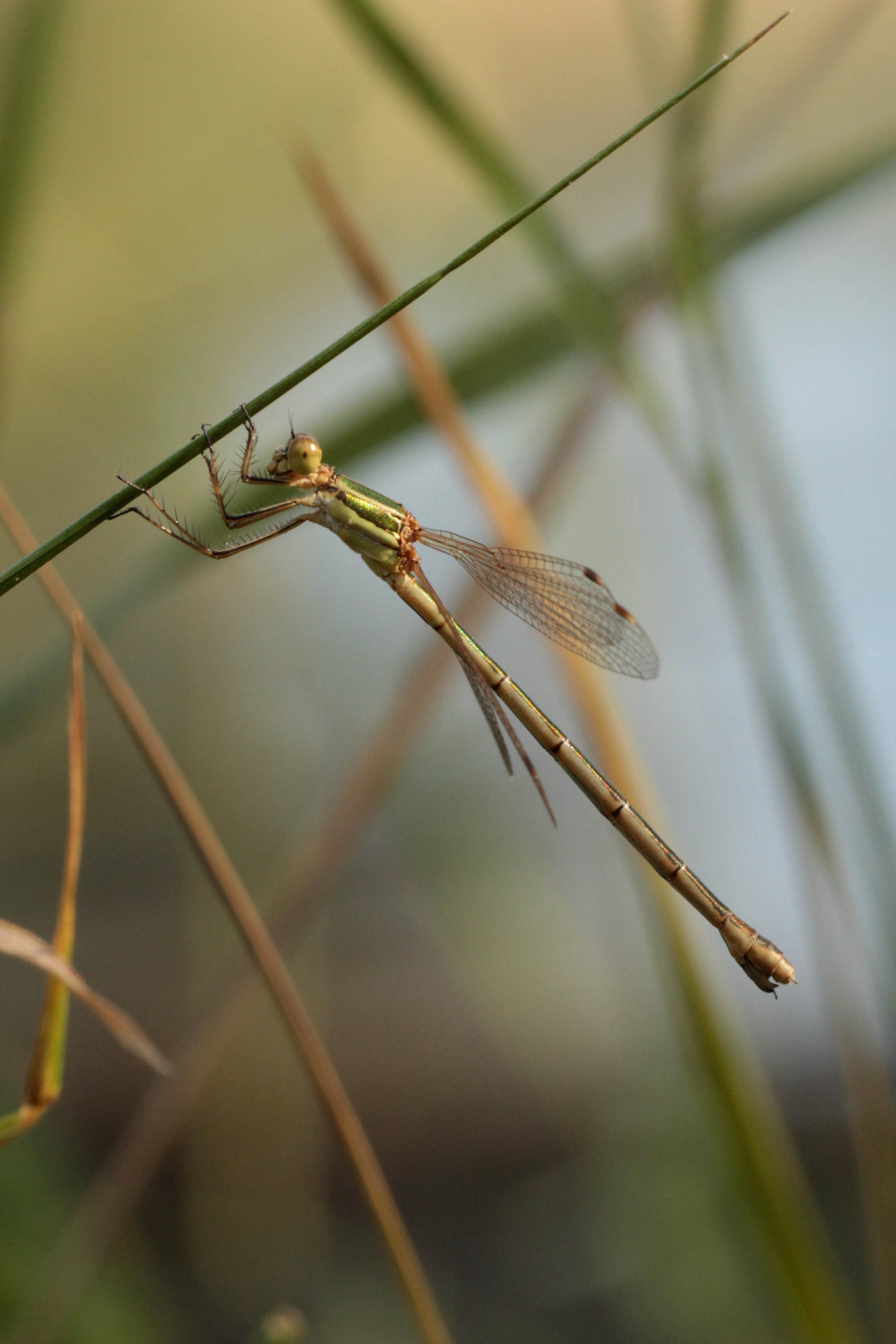 Lestes barbarus