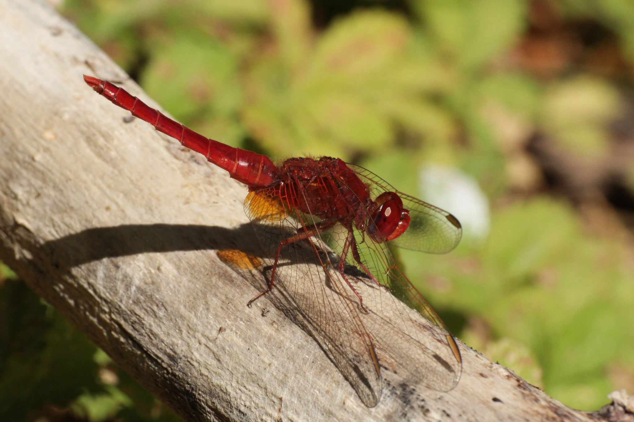 Crocothemis erythraea - maschio