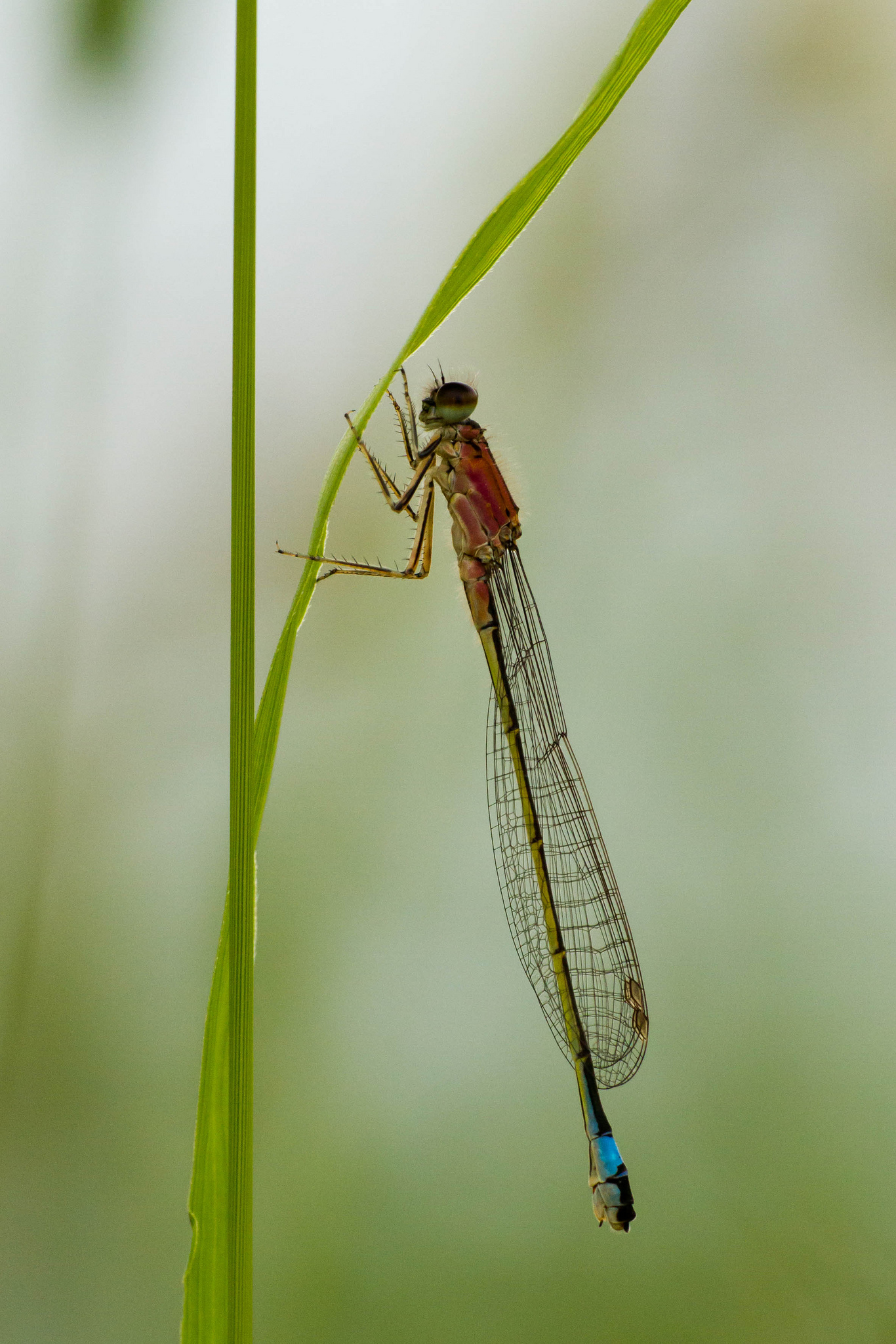 Ischnura elegans - femmina immatura