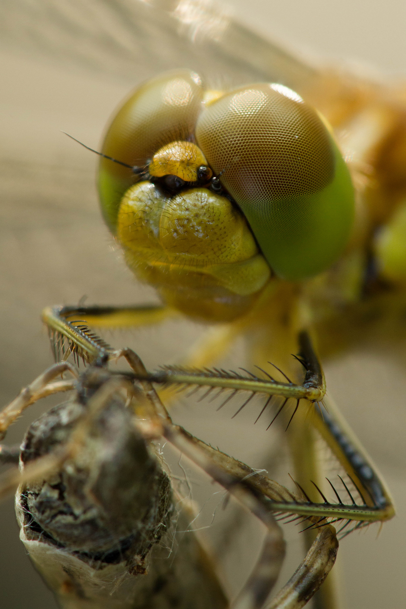 Sympetrum immaturo