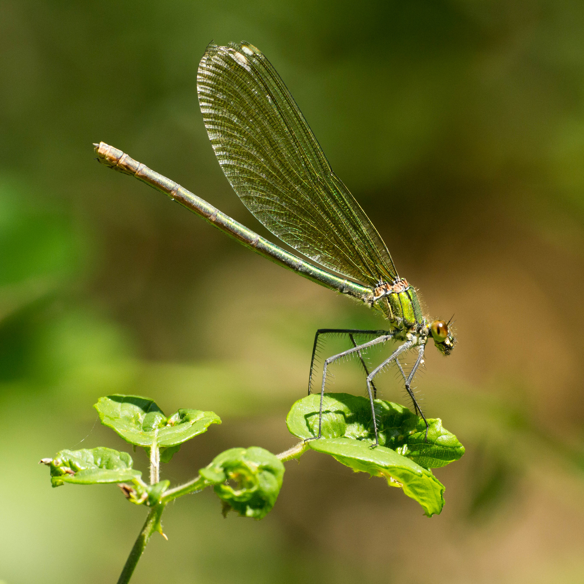 Calopteryx splendens - femmina