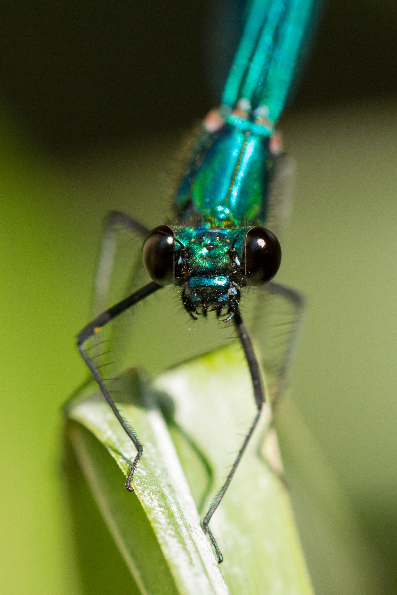 Calopteryx splendens - maschio