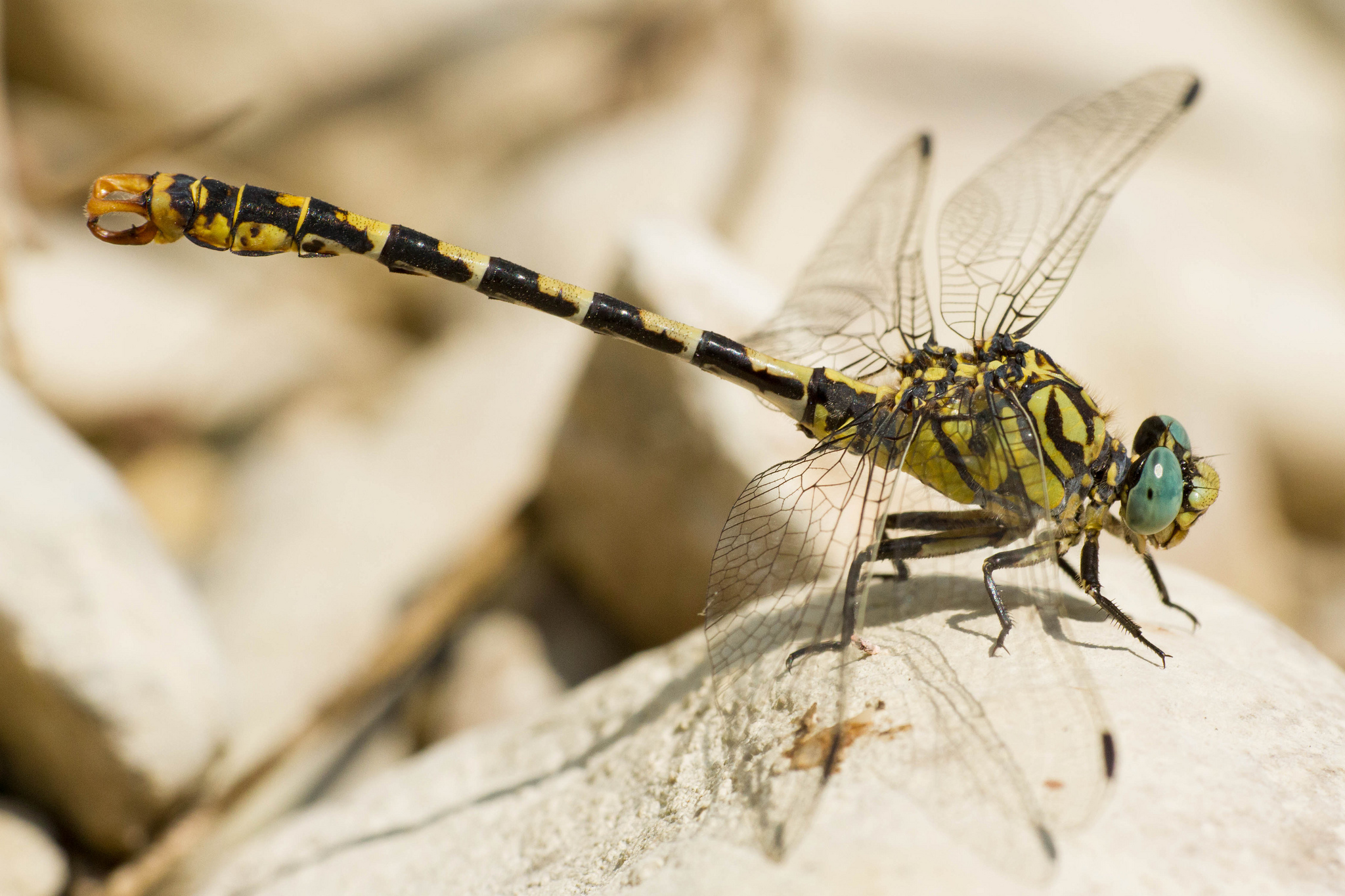 Onychogomphus forcipatus