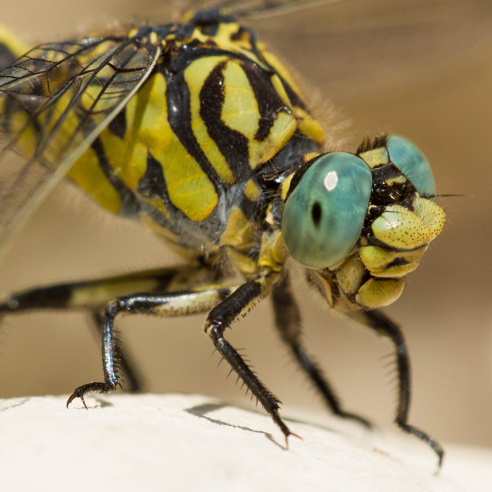 Onychogomphus forcipatus