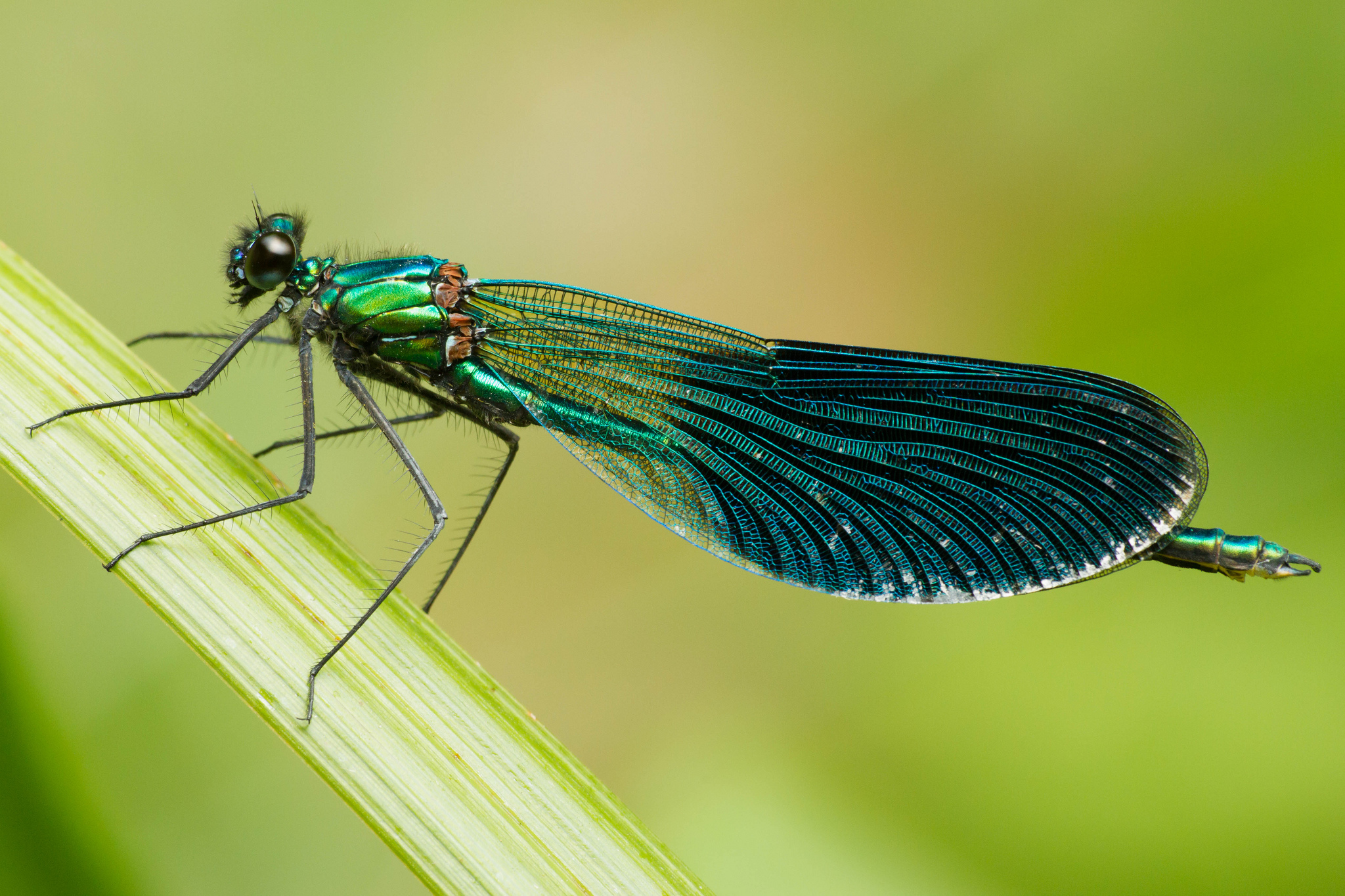 Calopteryx splendens