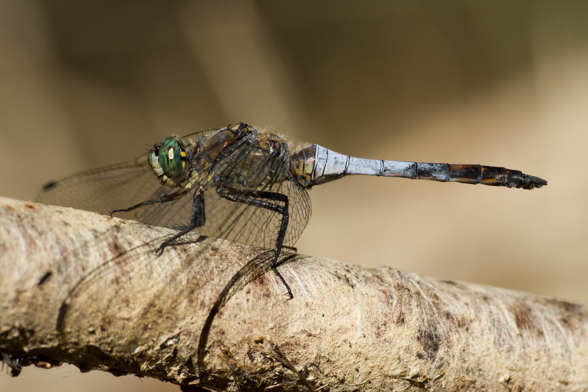 Orthetrum cancellatum - maschio