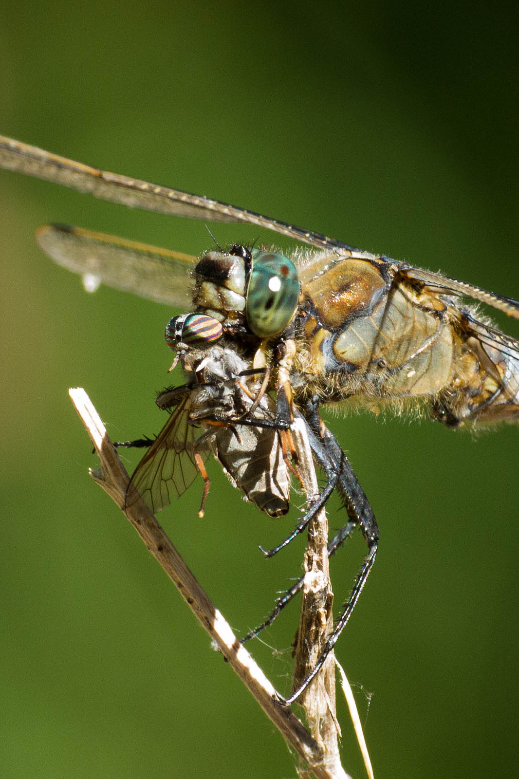 Orthetrum cancellatum - maschio