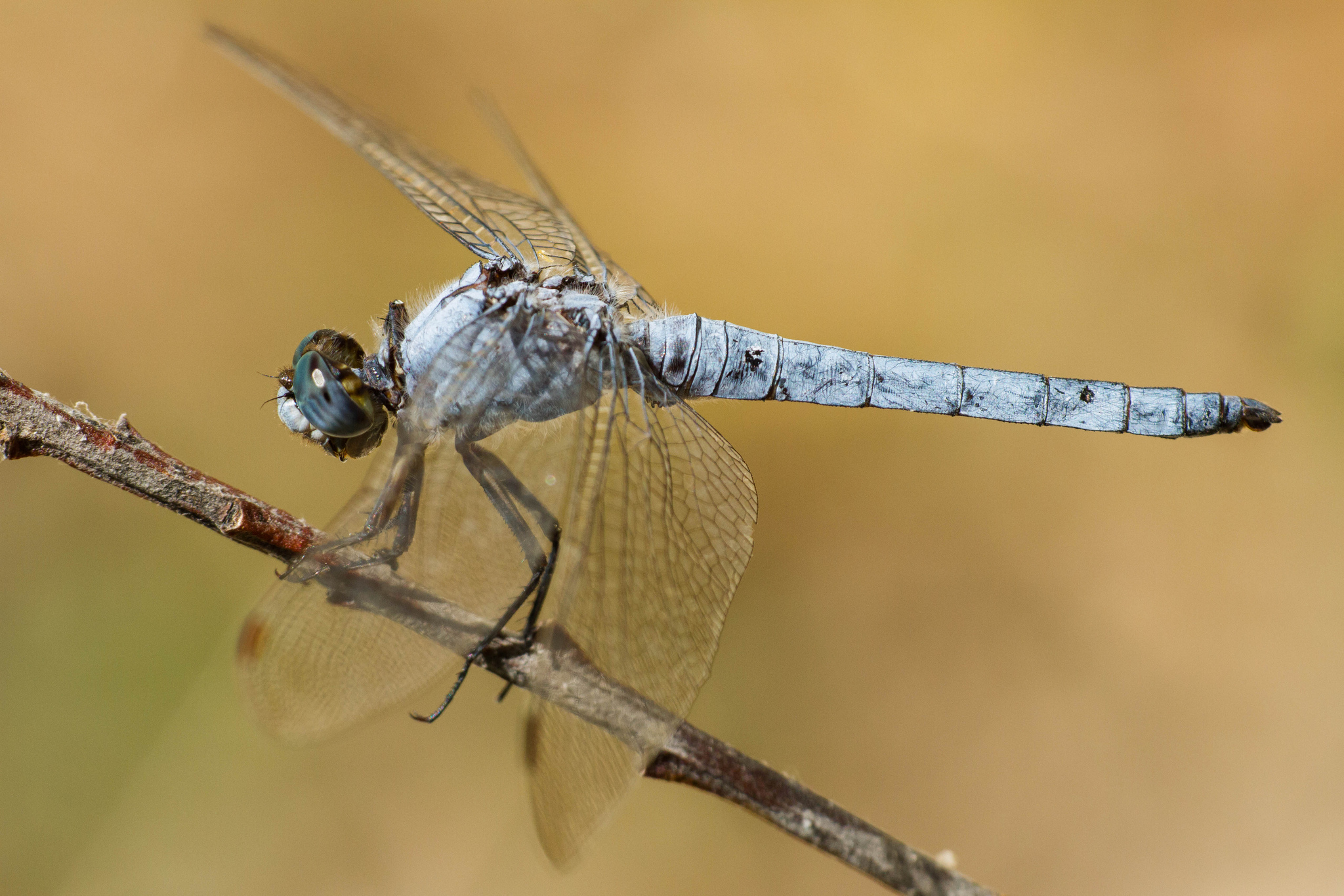 Orthetrum brunneum - maschio