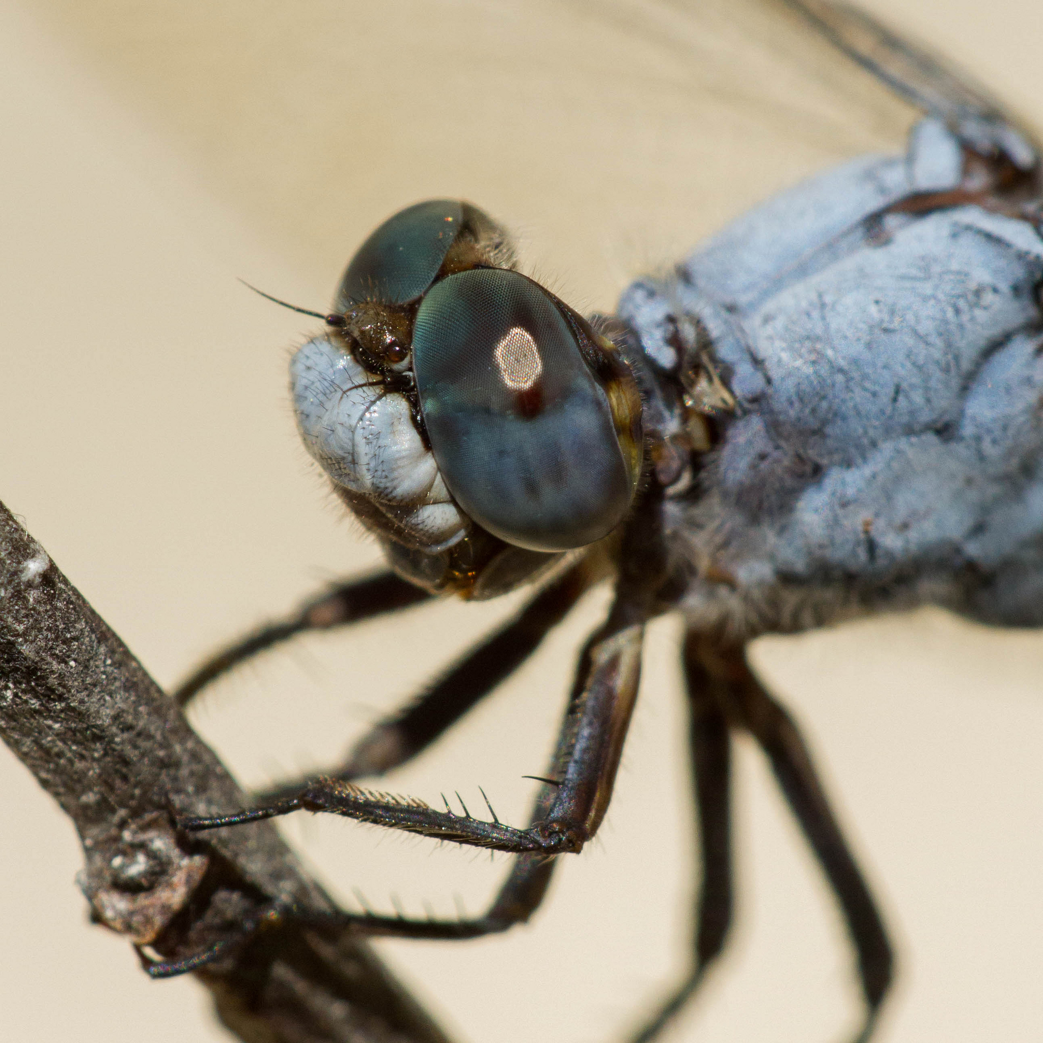 Orthetrum brunneum - maschio