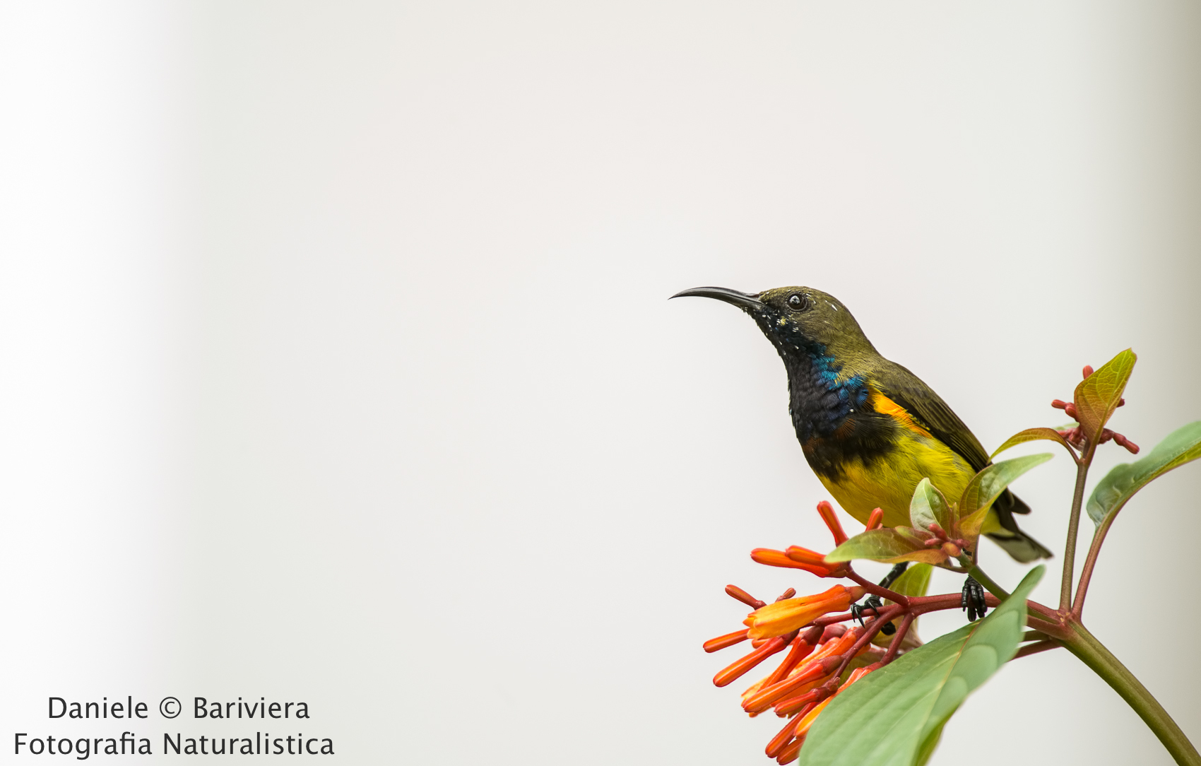 Nettarinia ventregiallo Maschio (Cinnyris jugularis )