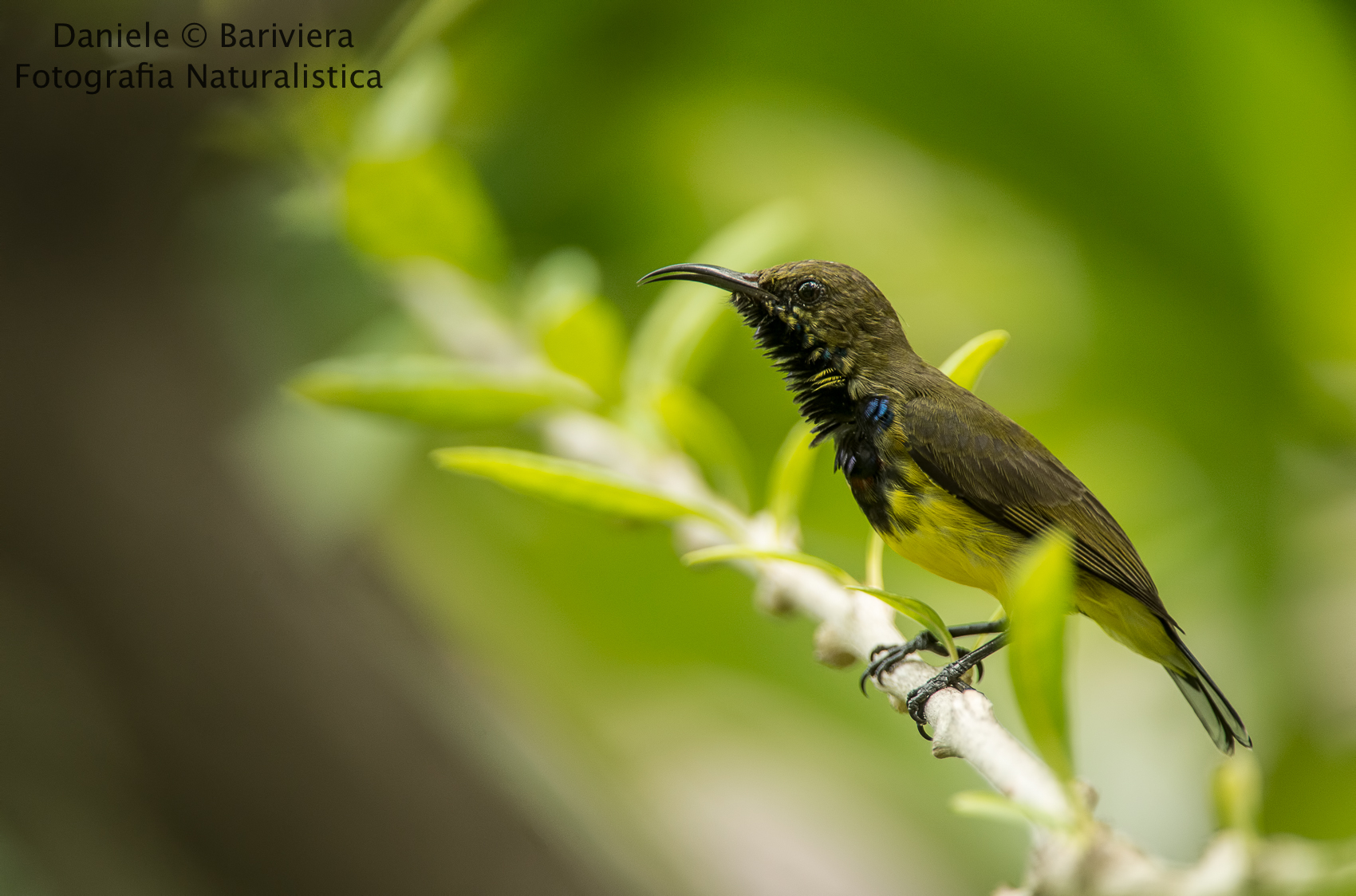 Nettarinia ventregiallo Maschio (Cinnyris jugularis)