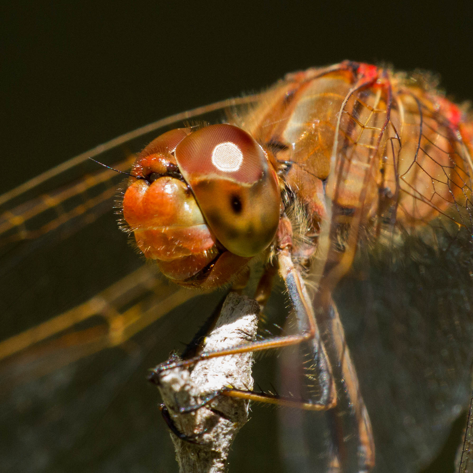 Sympetrum southern