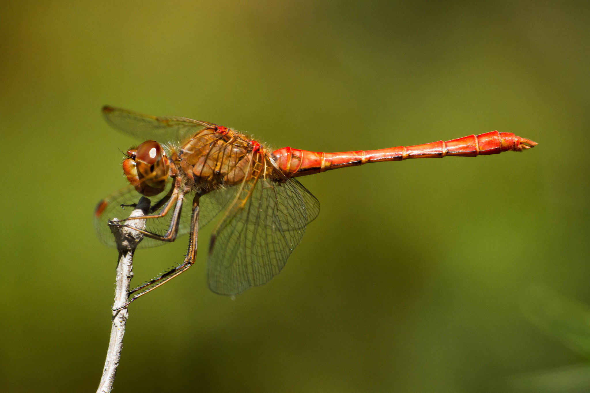 Sympetrum southern