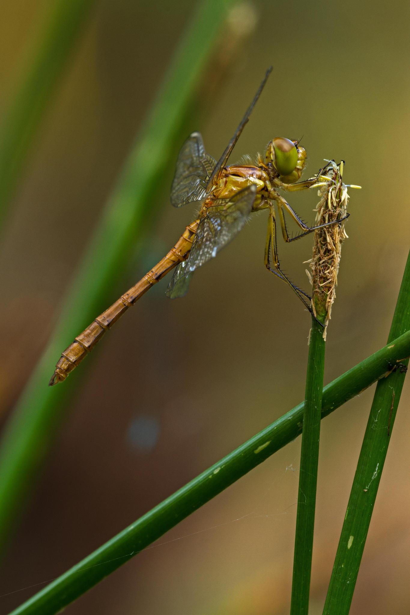 Sympetrum meridionale
