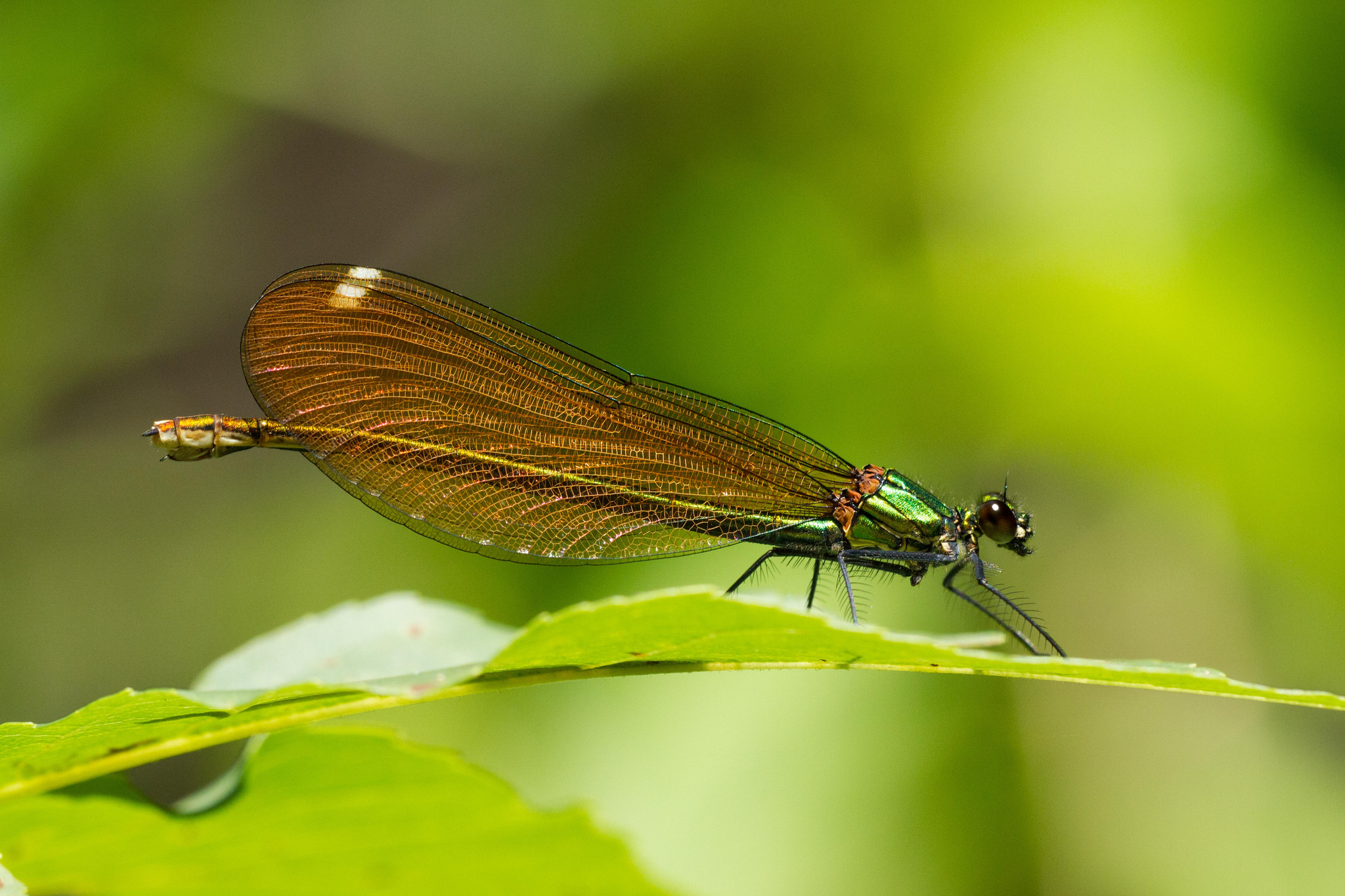 Calopteryx virgo - female