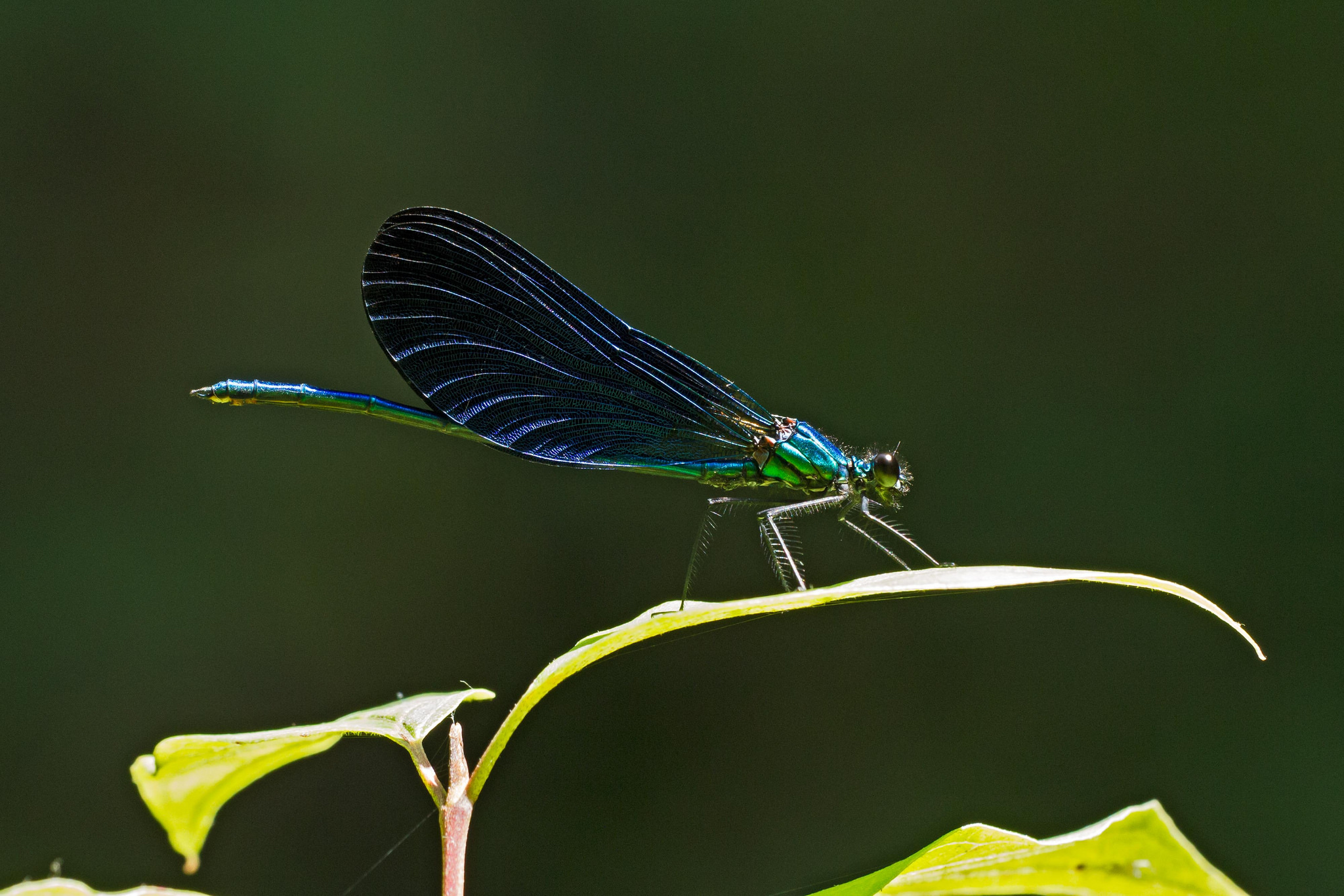 Calopteryx virgo - maschio