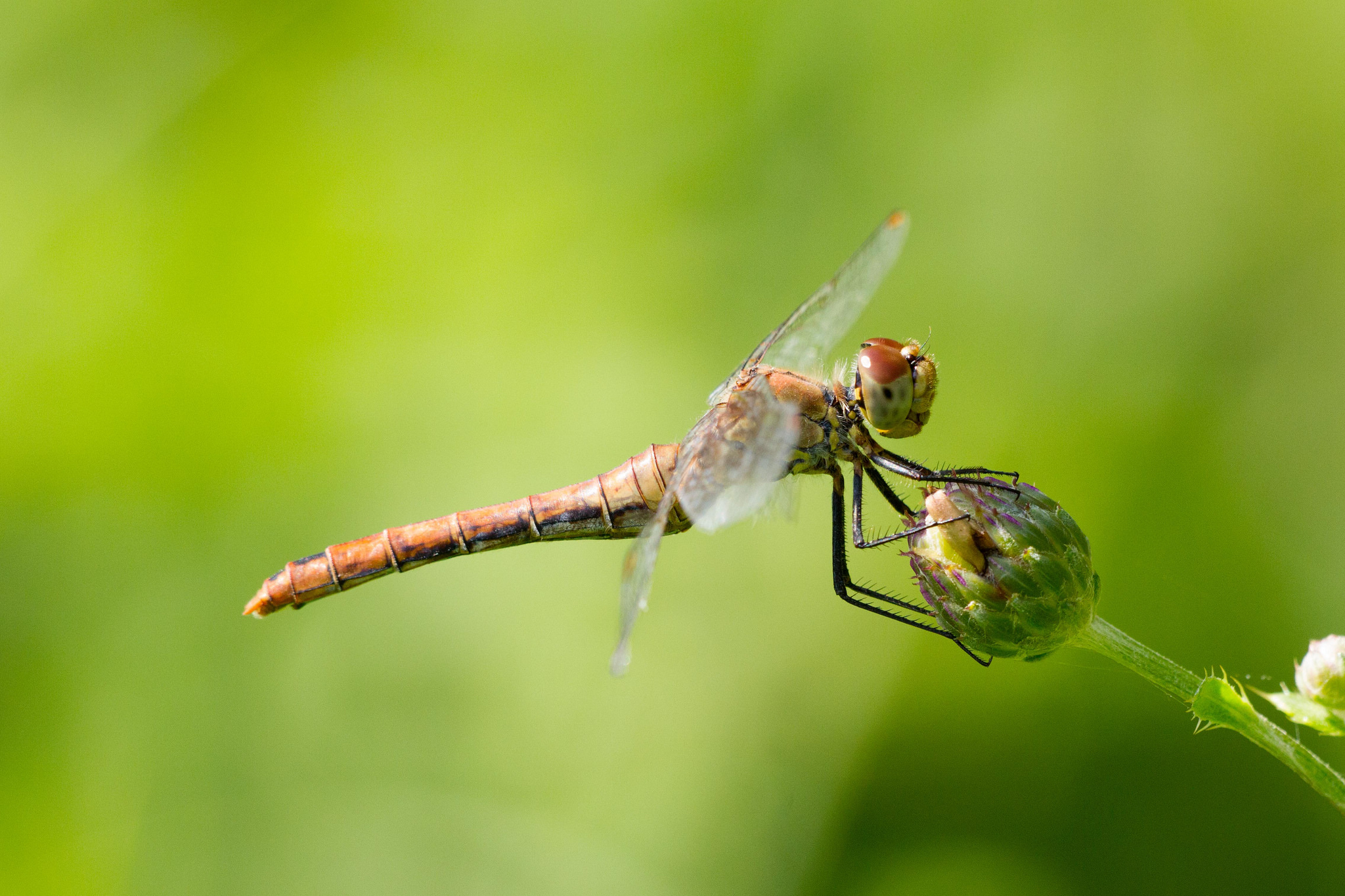 Sympetrum sanguineum