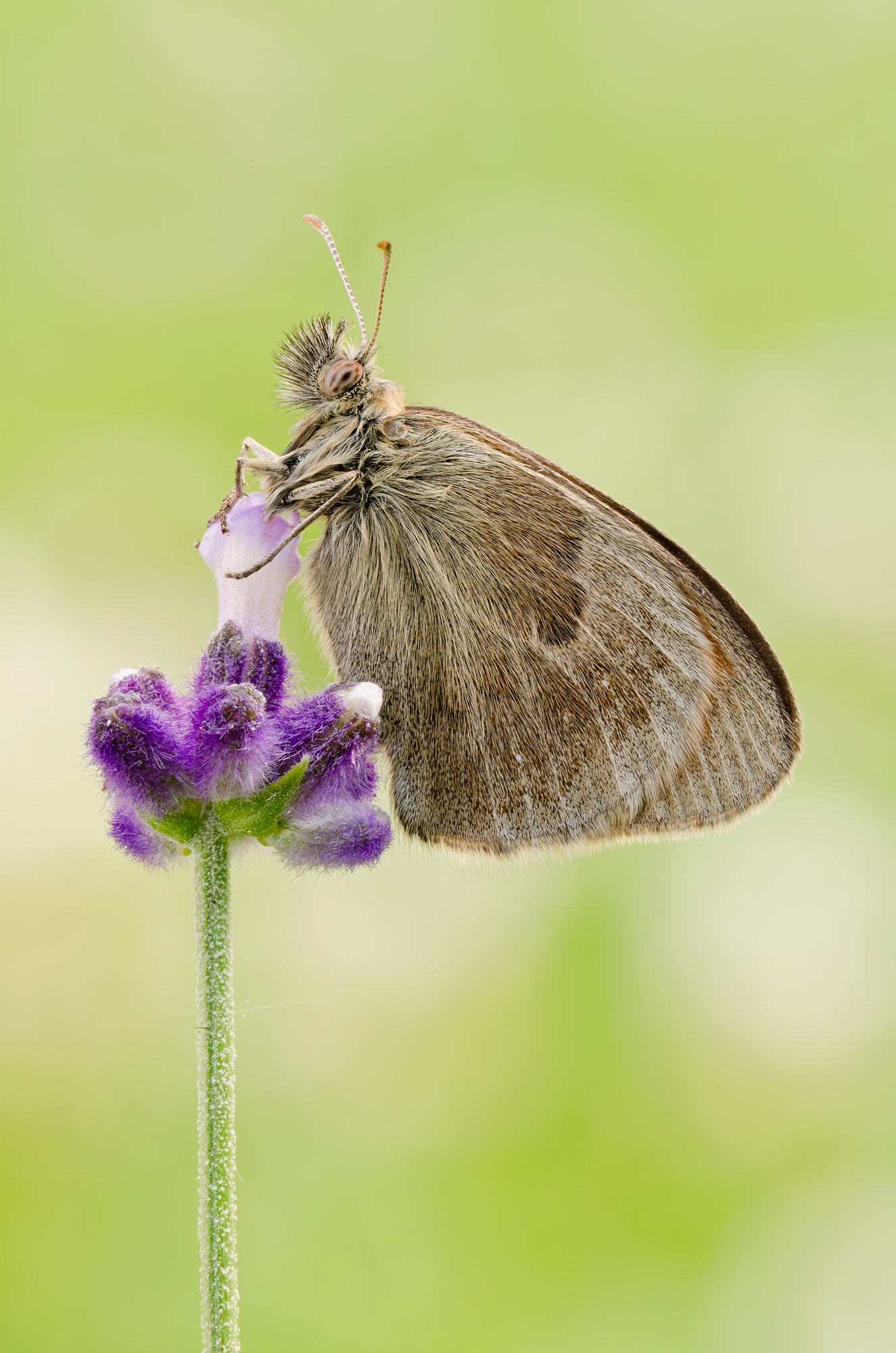 Coenonympha Panfilo