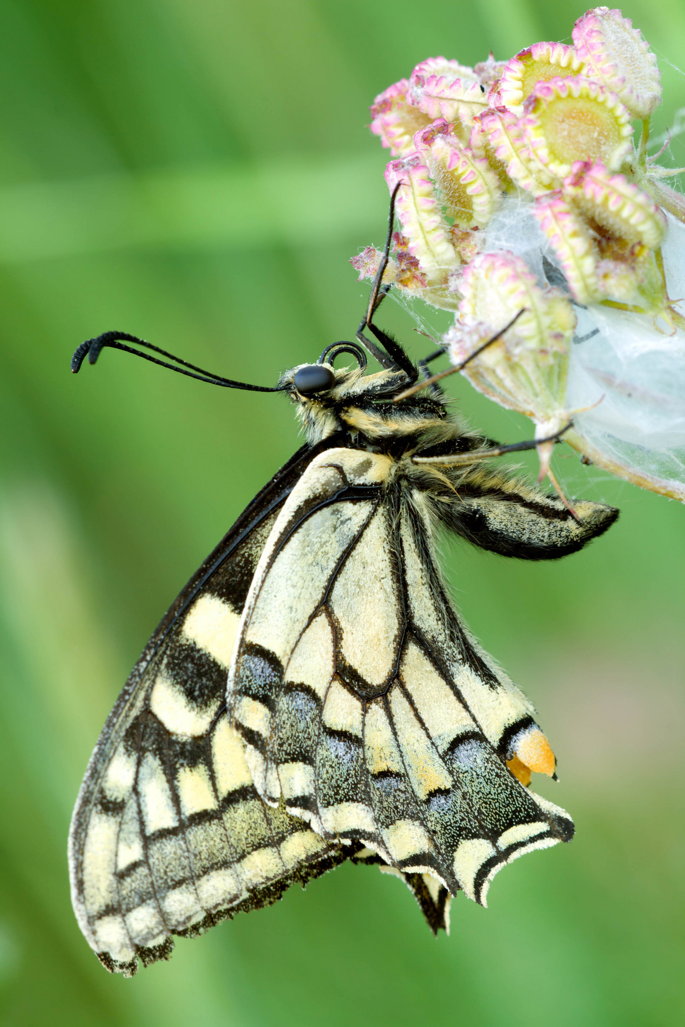 Papilio machaon