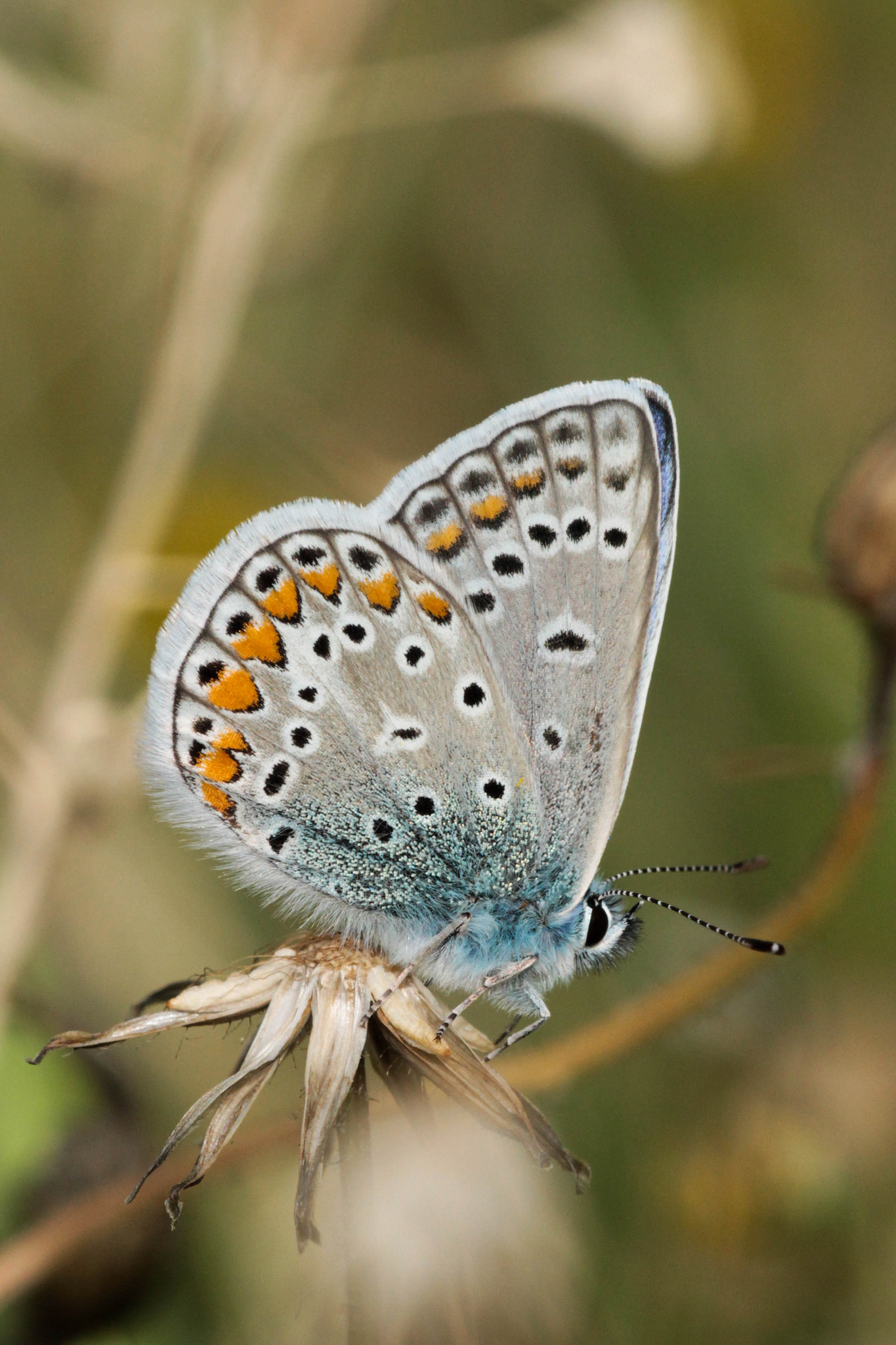 Polyommatus icarus