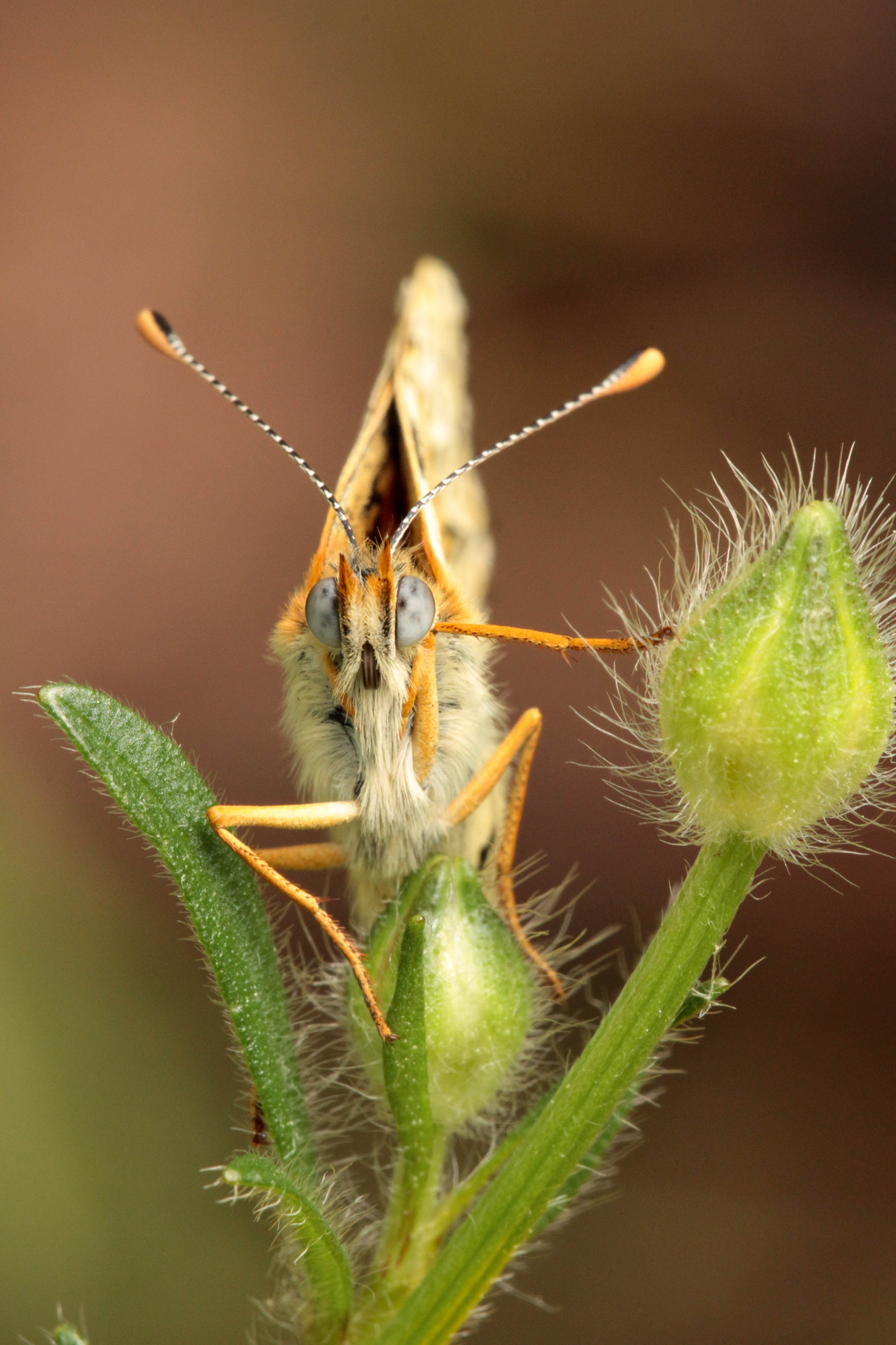 Melitaea cinxia