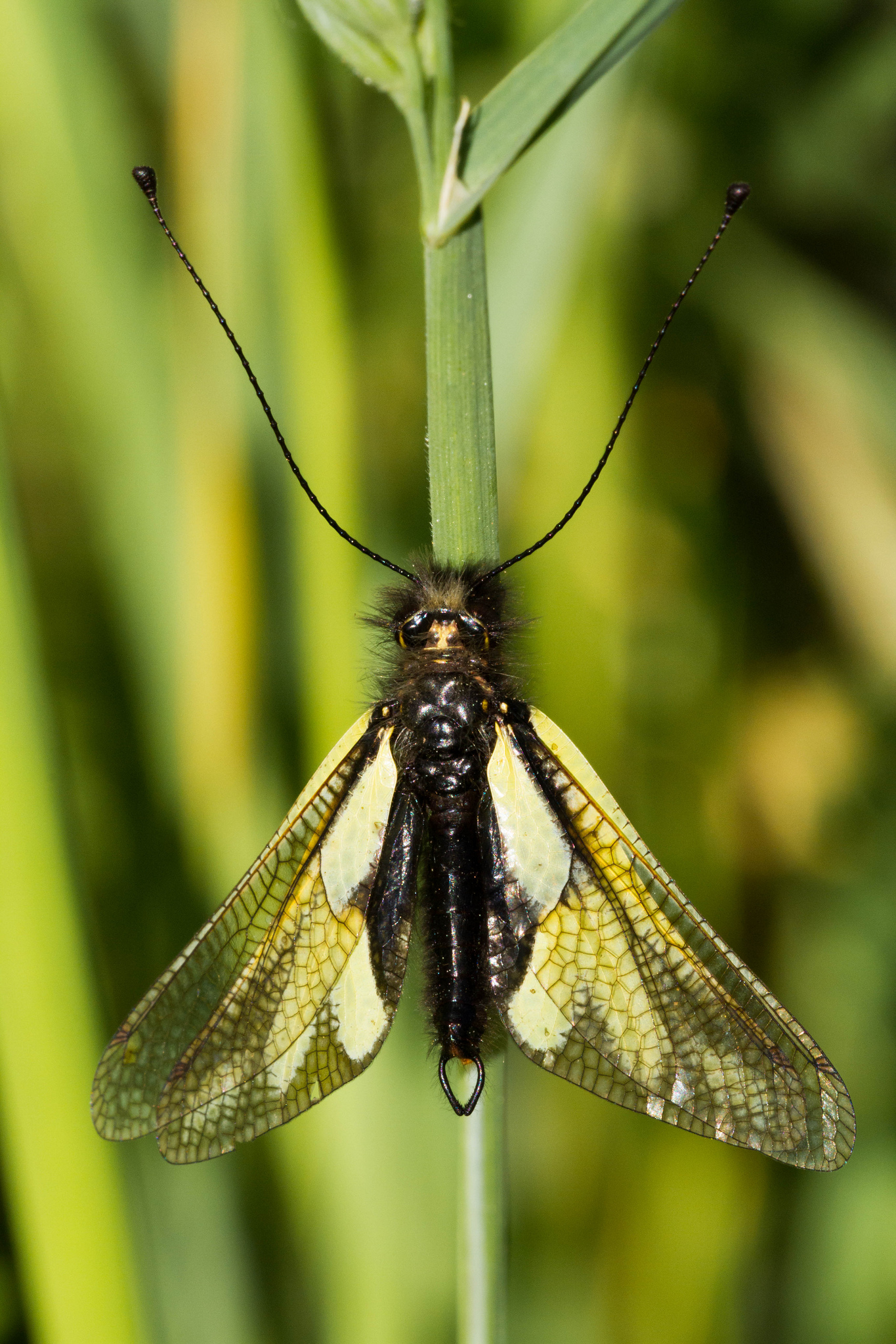 Libelloides coccajus