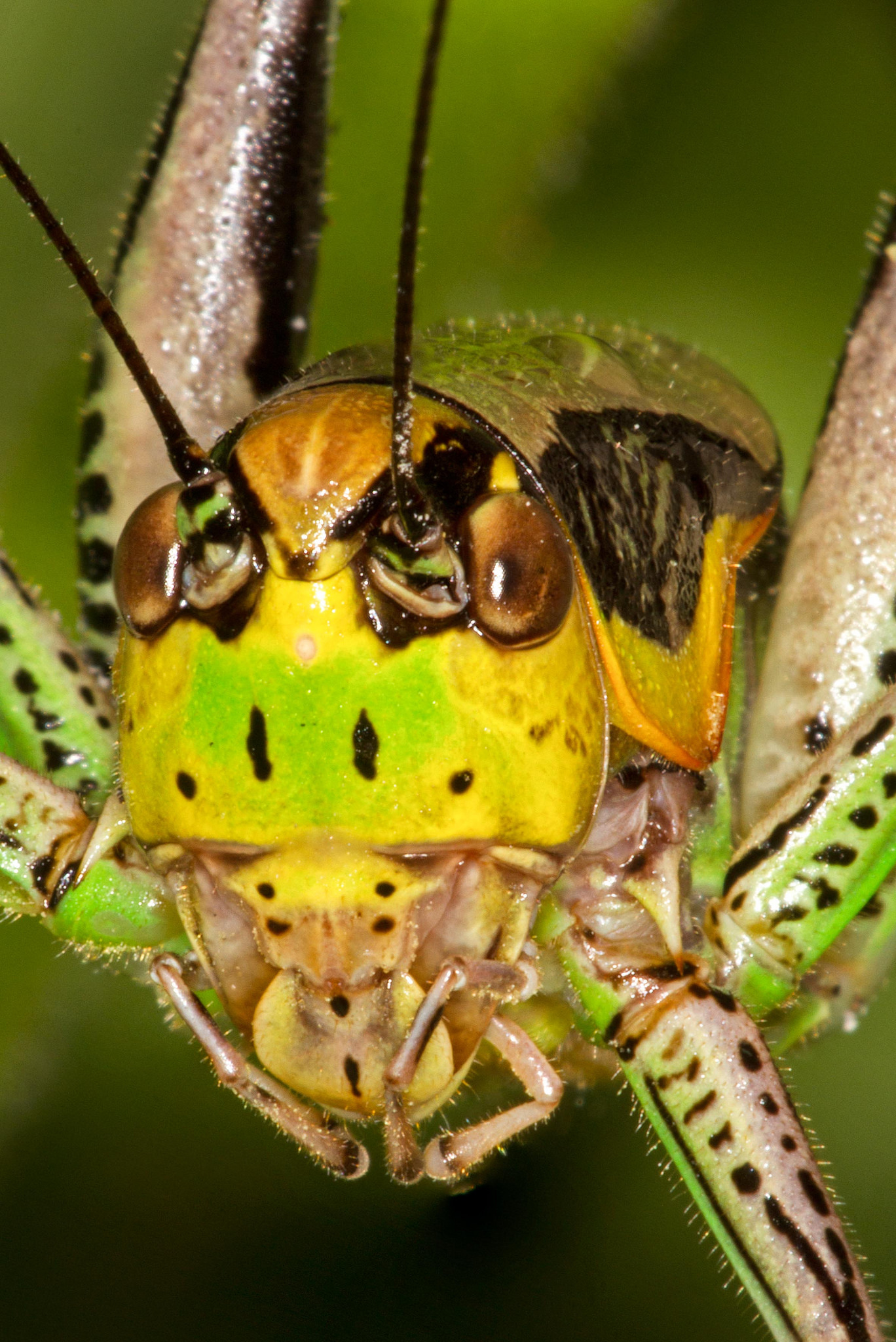 Eupholidoptera chabrieri