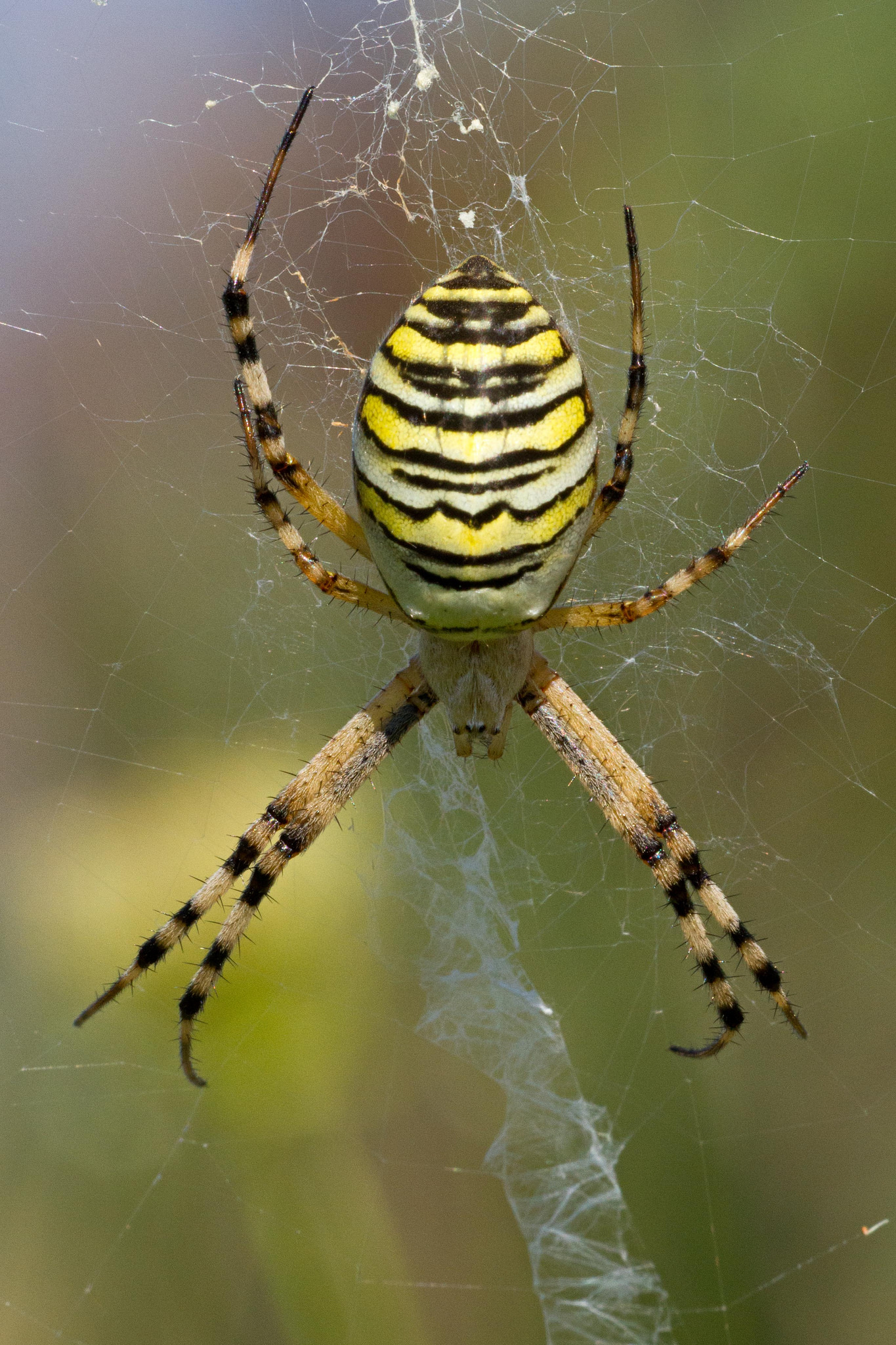 Argiope bruennichi