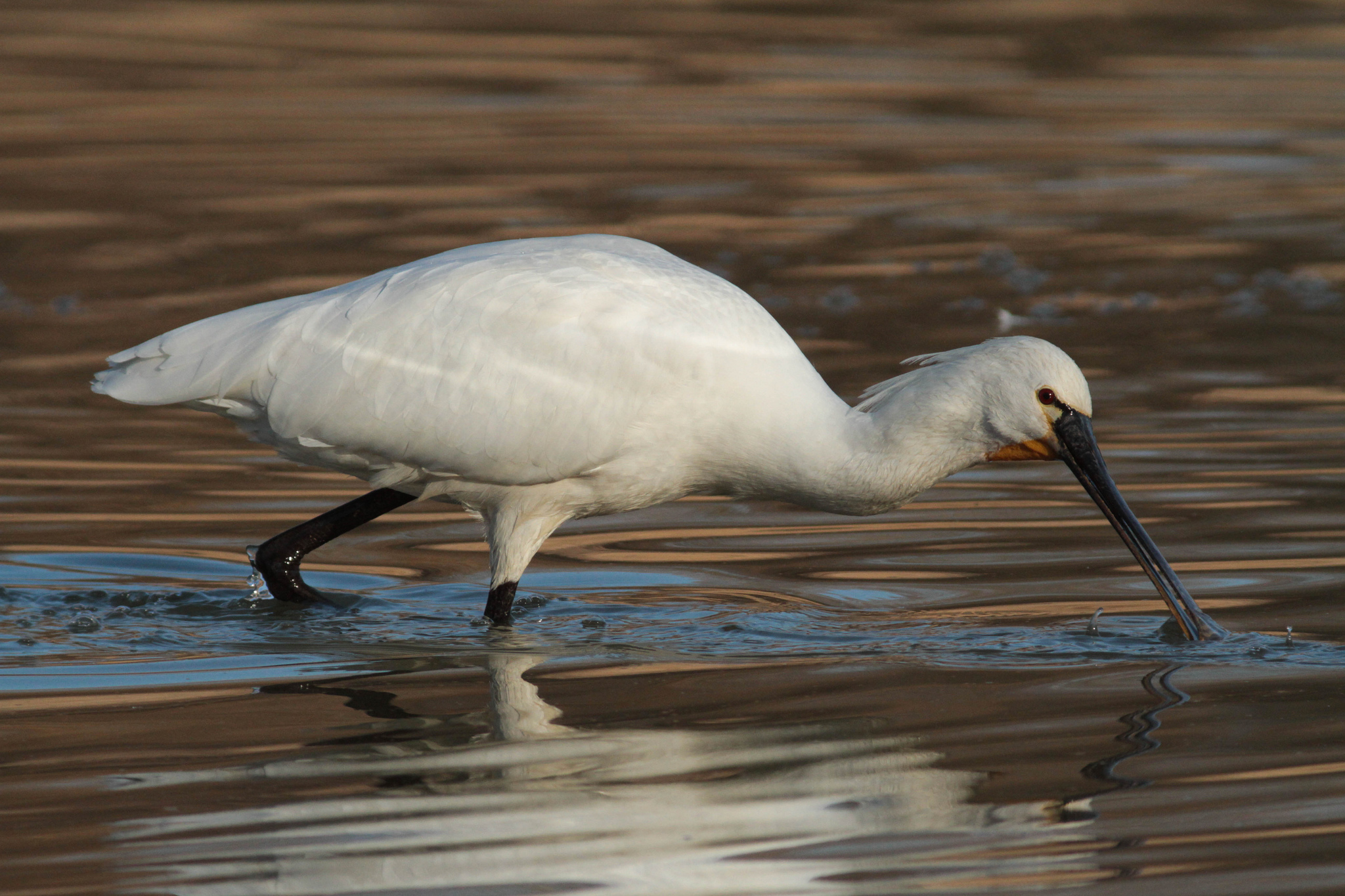 Spatola - Platalea leucorodia
