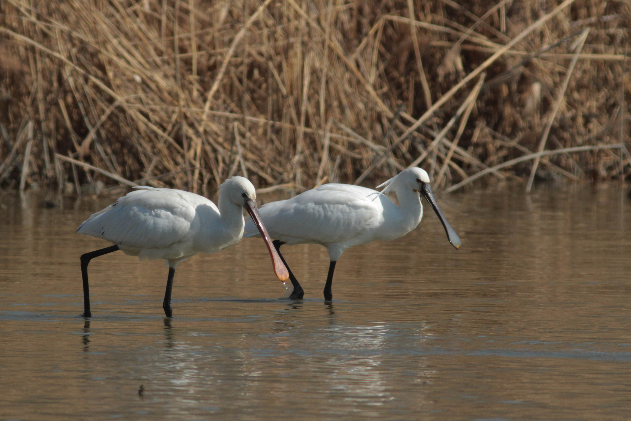Spatola - Platalea leucorodia