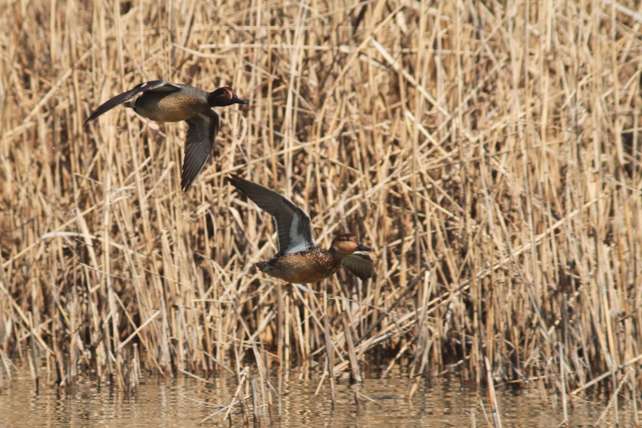 Alzavole - Anas crecca