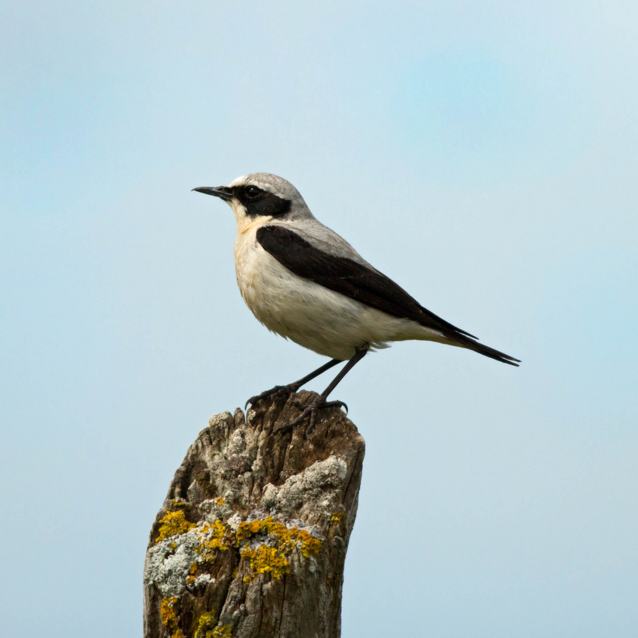 Culbianco  maschio (Oenanthe oenanthe)