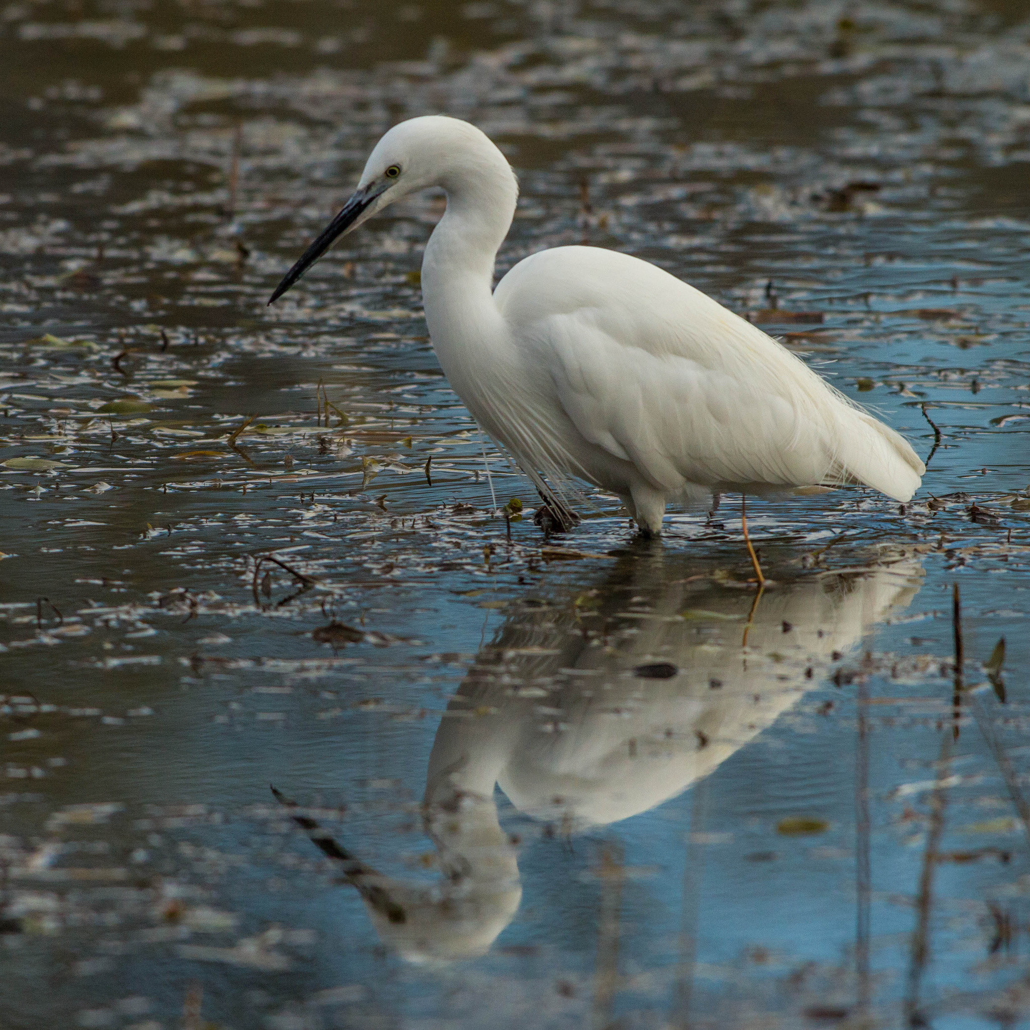 Garzetta (Egretta garzetta)