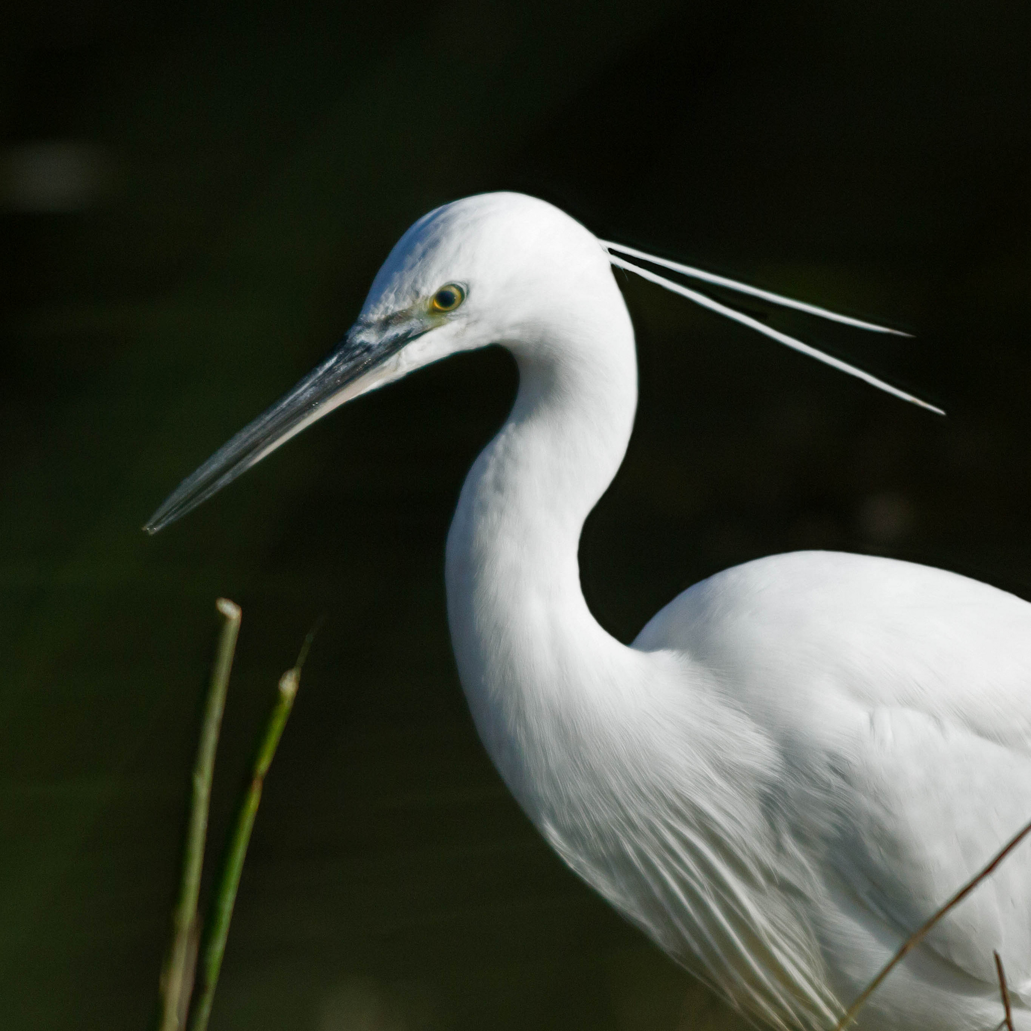 Garzetta (Egretta garzetta)