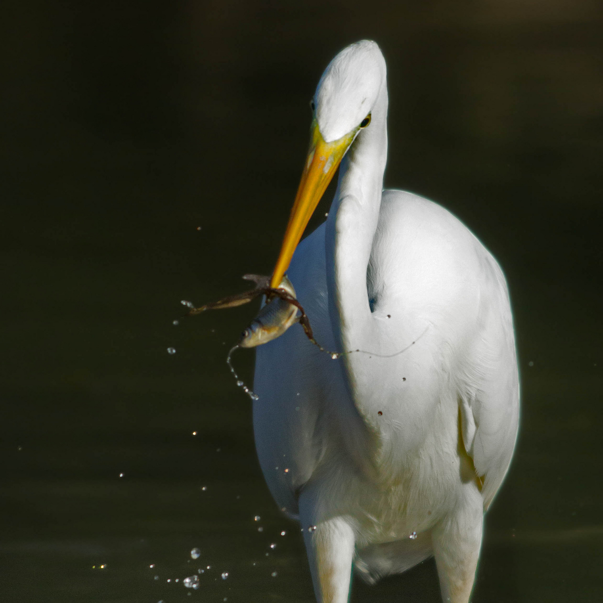 White Heron Maggiore (Great Egret)