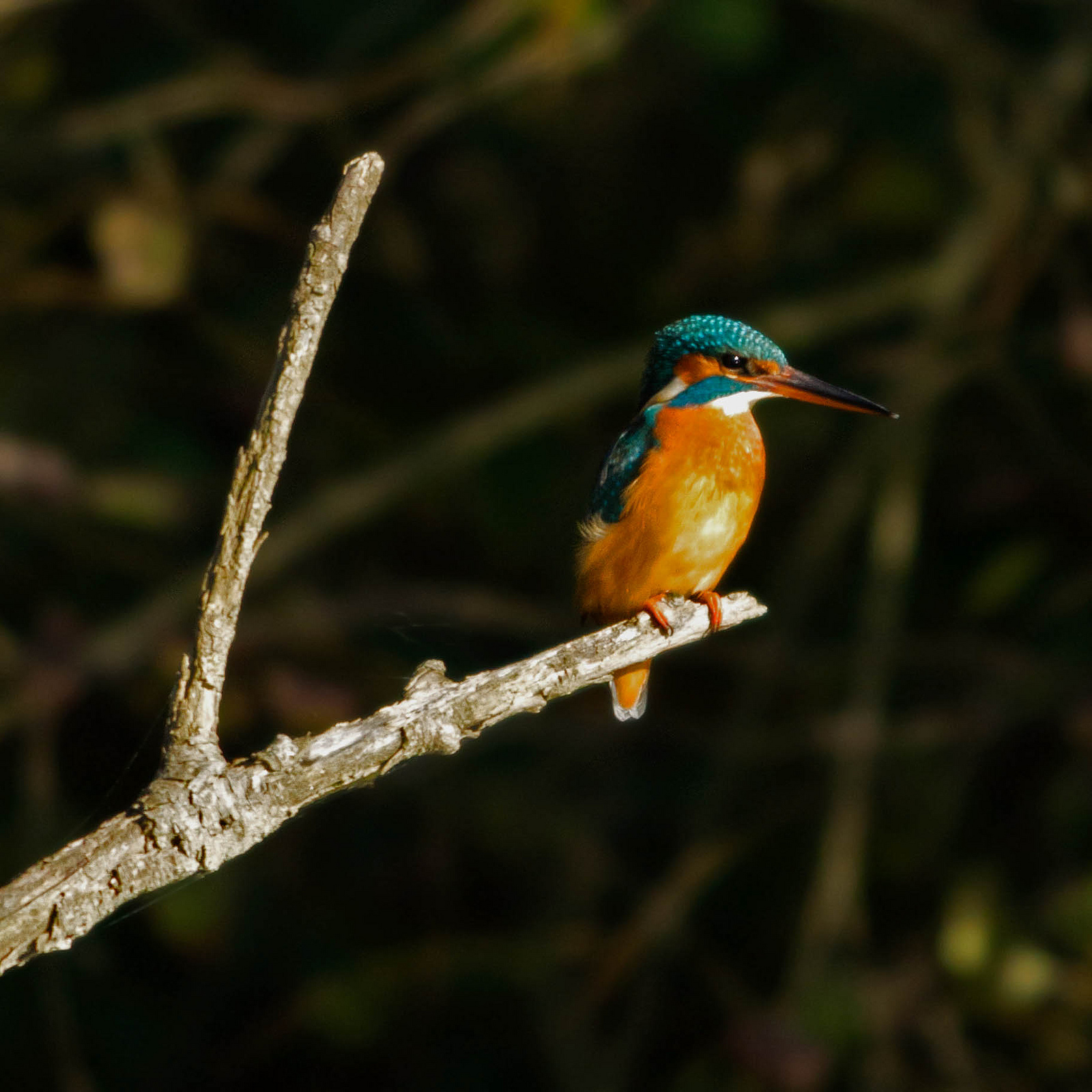 Martin Pescatore femmina - Alcedo atthis