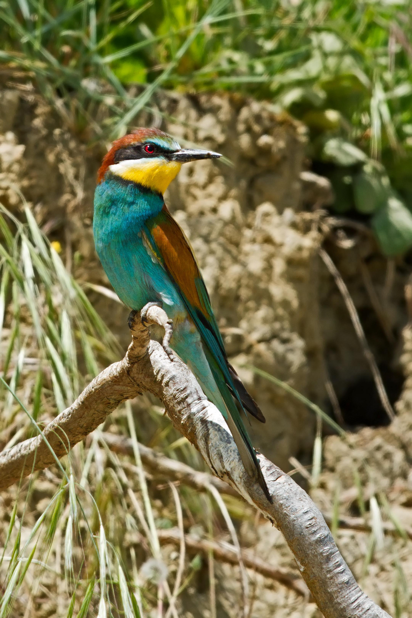 Gruccione (Merops apiaster)