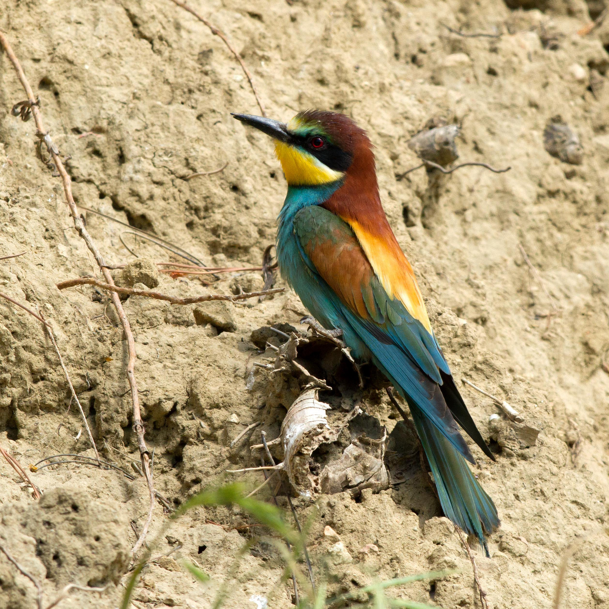 Gruccione (Merops apiaster)