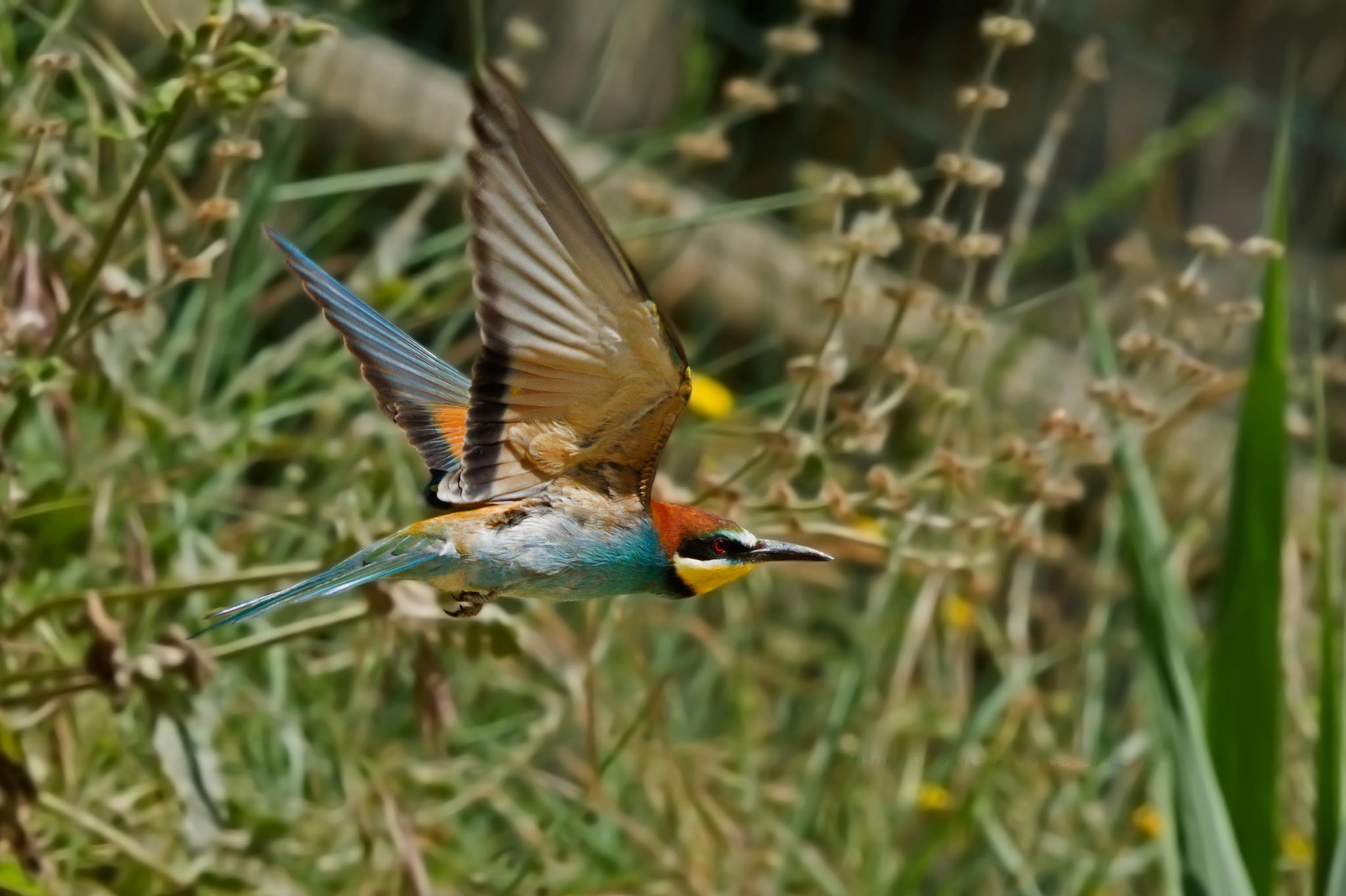 Gruccione (Merops apiaster)