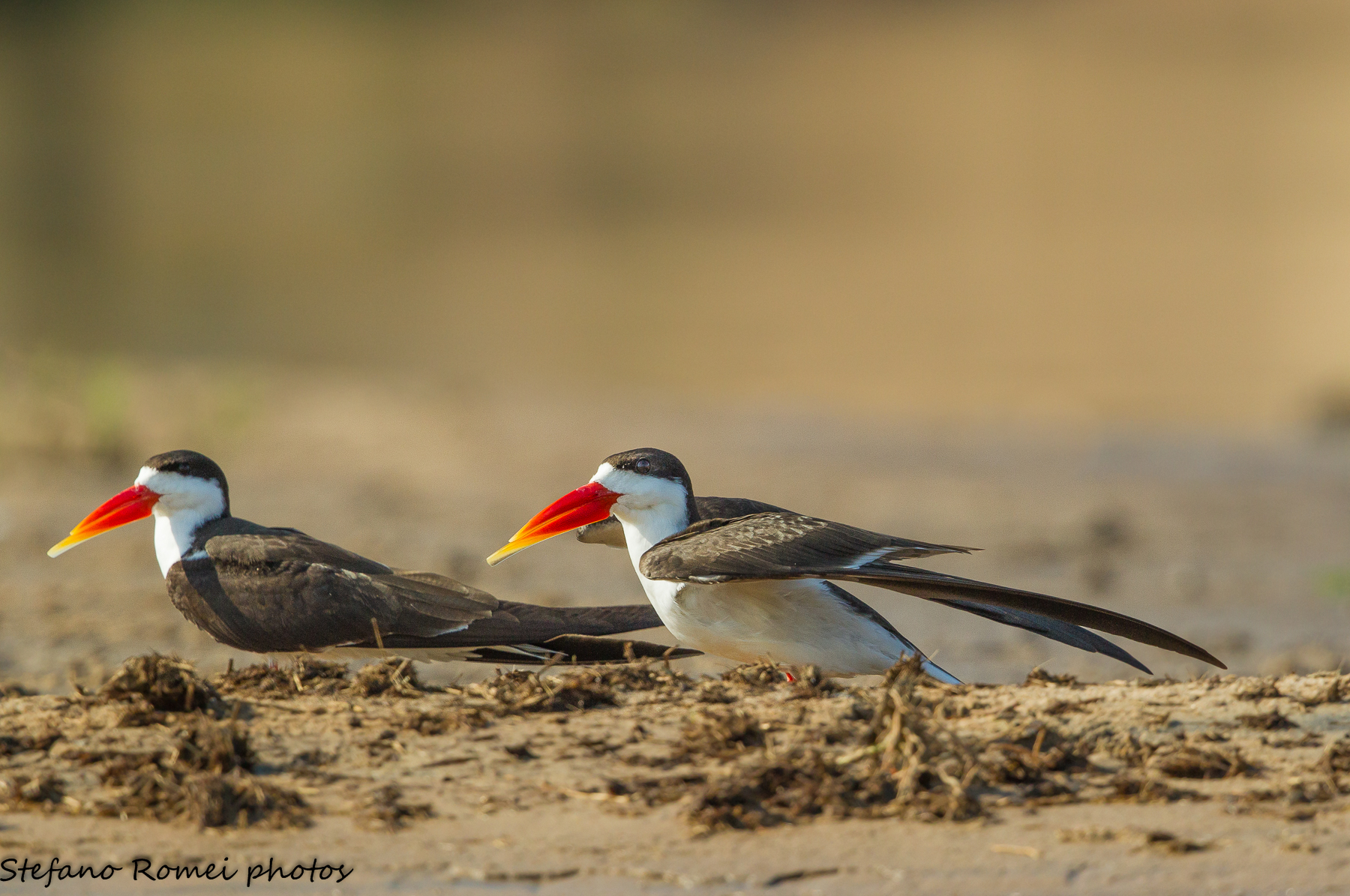 african skimmer